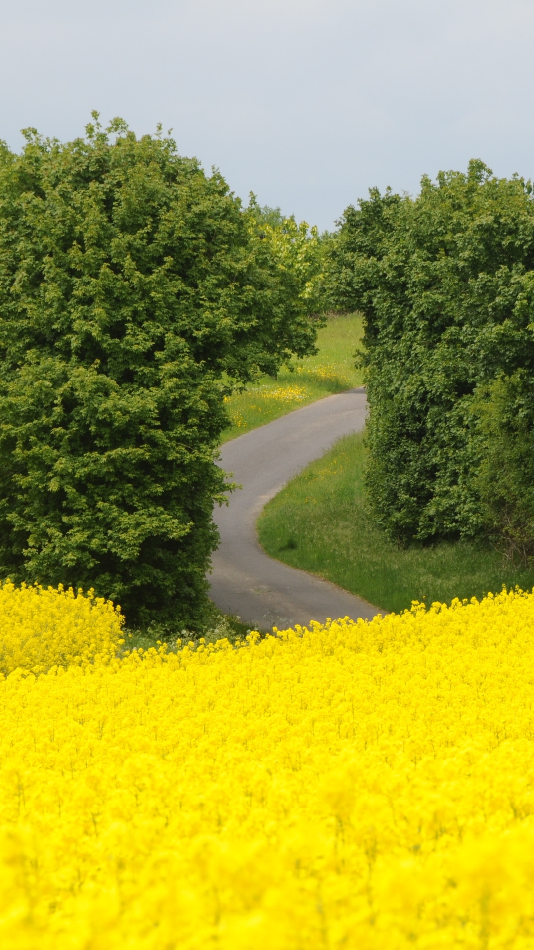 Download mobile wallpaper Flower, Road, Tree, Earth, Field, Photography, Yellow Flower, Rapeseed for free.