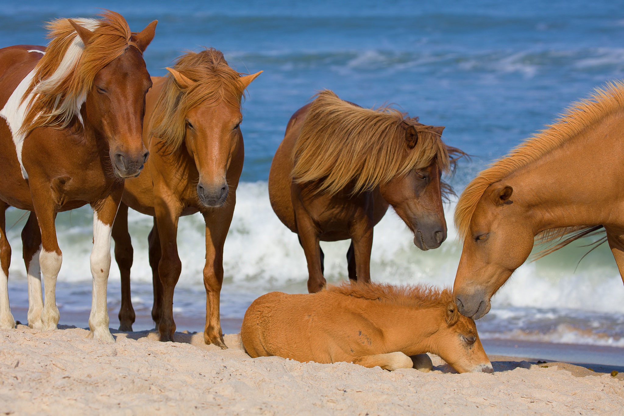 Скачать обои бесплатно Животные, Пляж, Песок, Лошадь, Детеныш Животного картинка на рабочий стол ПК