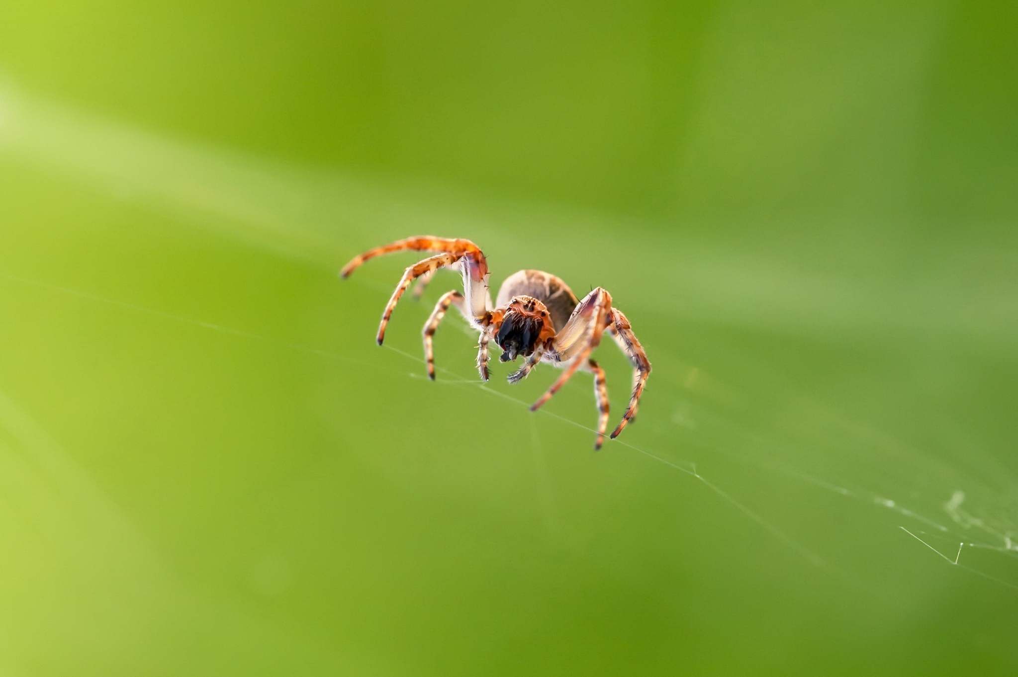 Download mobile wallpaper Spiders, Animal, Spider, Arachnid for free.