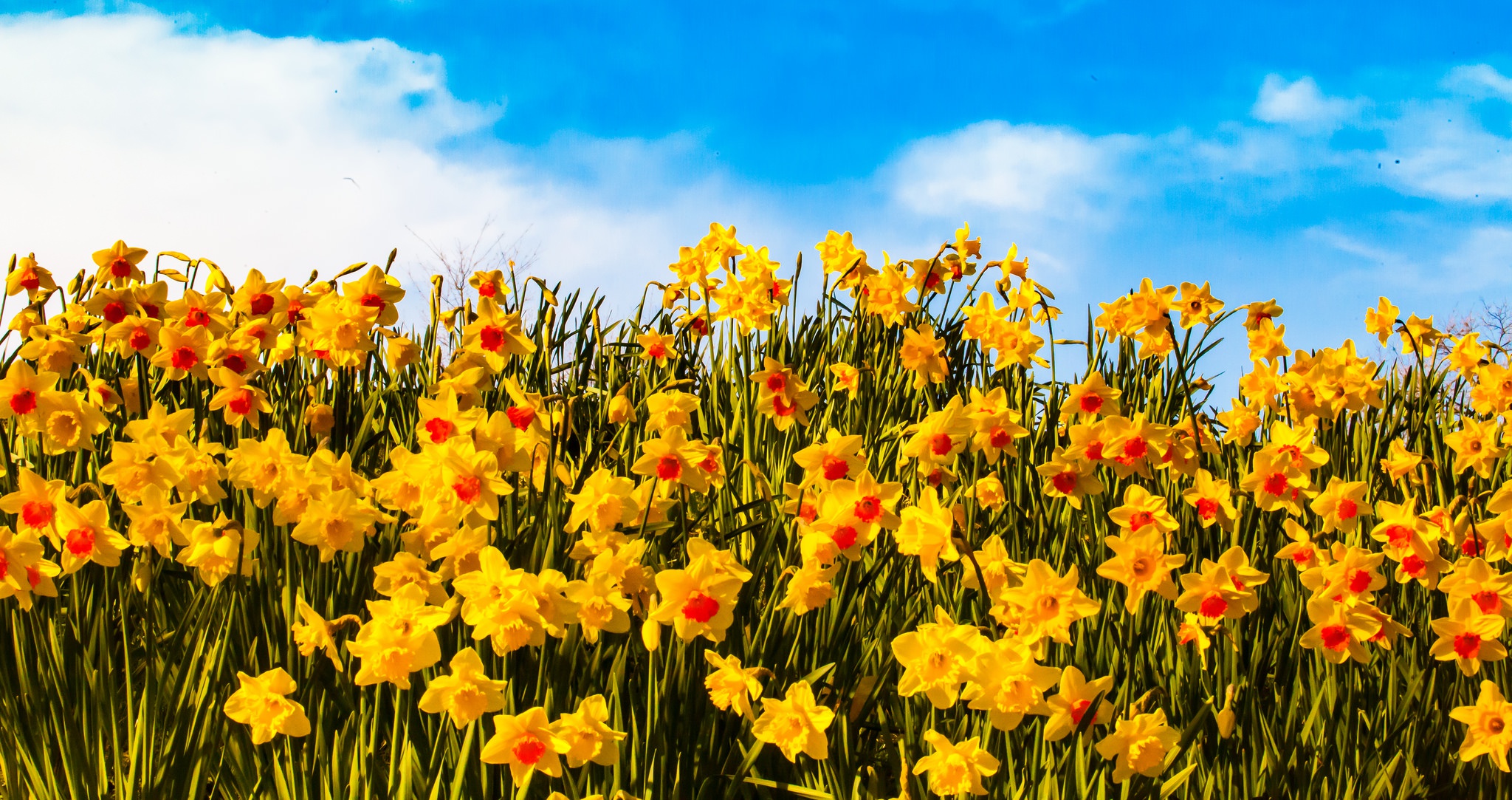 無料モバイル壁紙自然, フラワーズ, 水仙, 花, 地球, 黄色い花をダウンロードします。