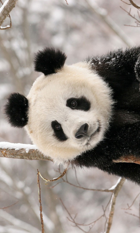 Téléchargez des papiers peints mobile Animaux, Panda gratuitement.