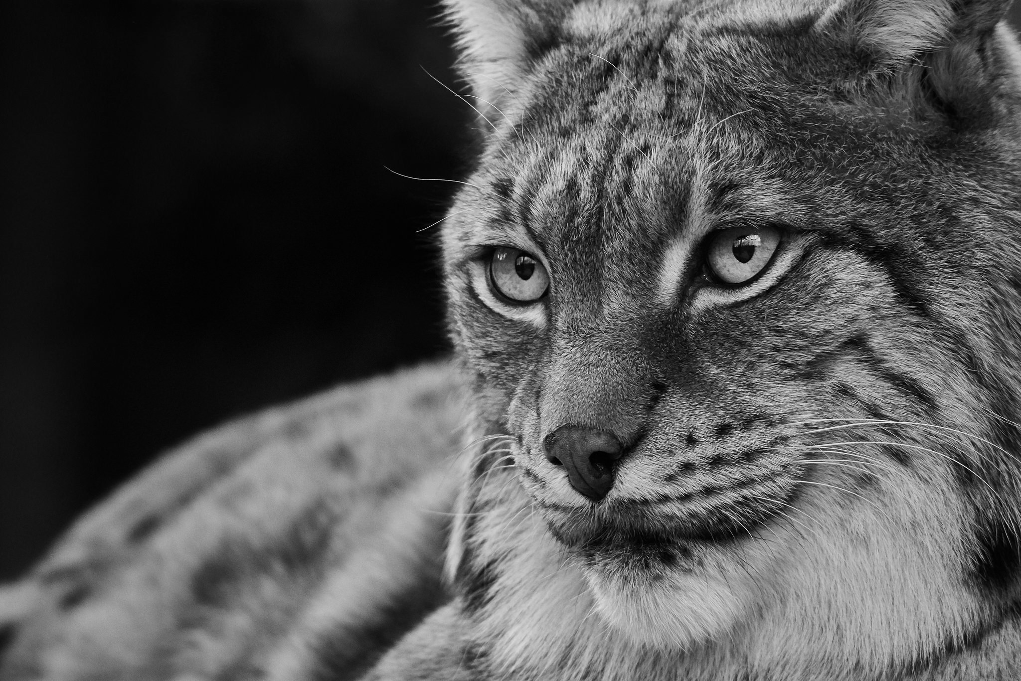 Download mobile wallpaper Cats, Muzzle, Animal, Black & White, Lynx for free.
