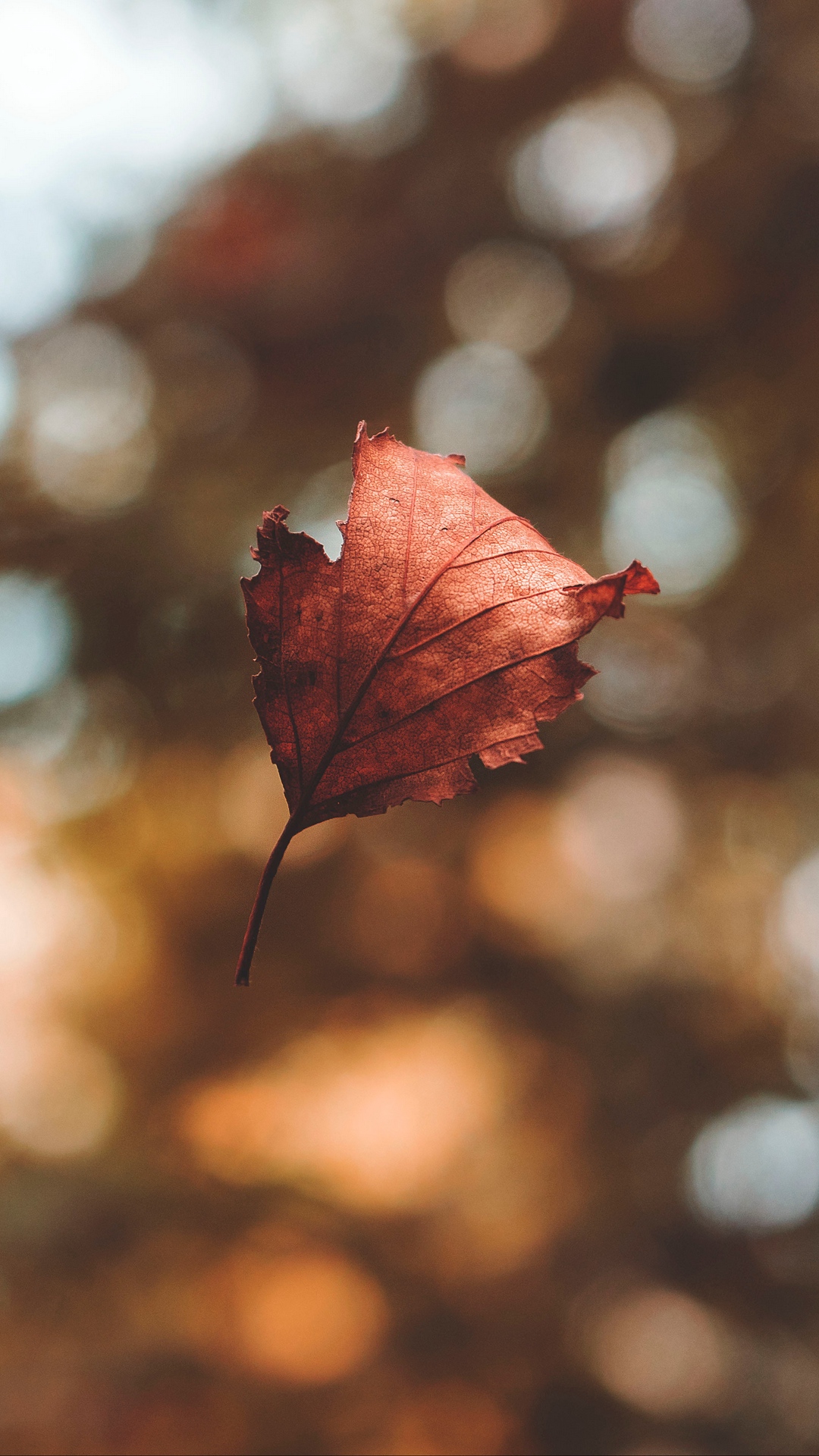 Download mobile wallpaper Leaf, Fall, Earth, Bokeh for free.