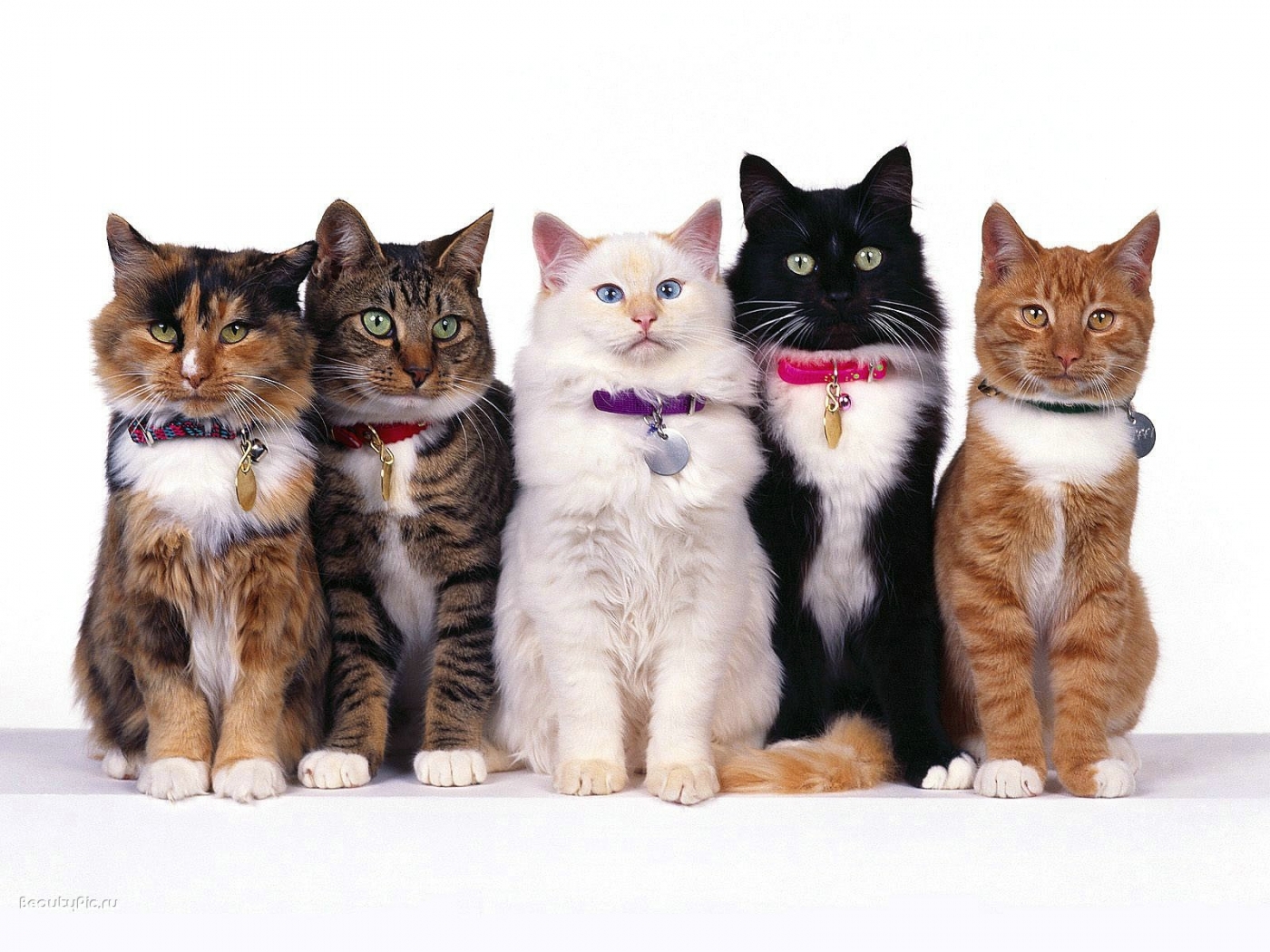48286 скачать картинку кошки (коты котики), животные - обои и заставки бесплатно