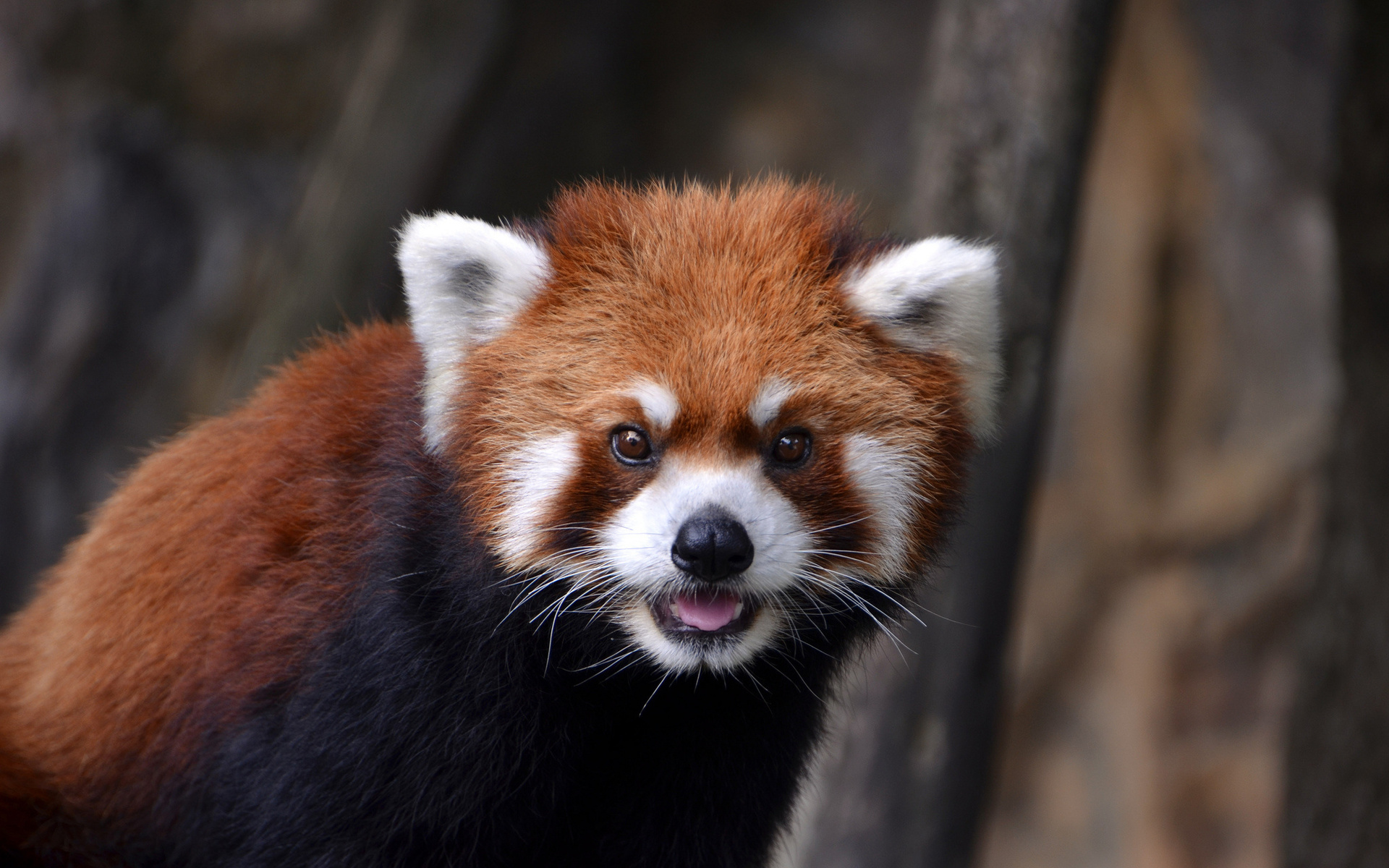 532885 Bild herunterladen tiere, kleiner panda - Hintergrundbilder und Bildschirmschoner kostenlos