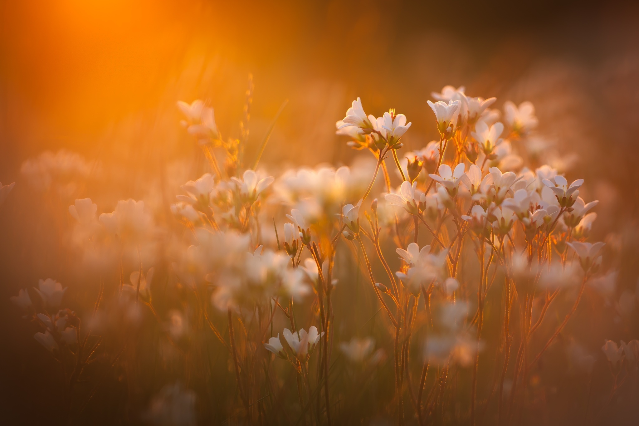 Free download wallpaper Nature, Flowers, Flower, Earth, Sunny, White Flower on your PC desktop