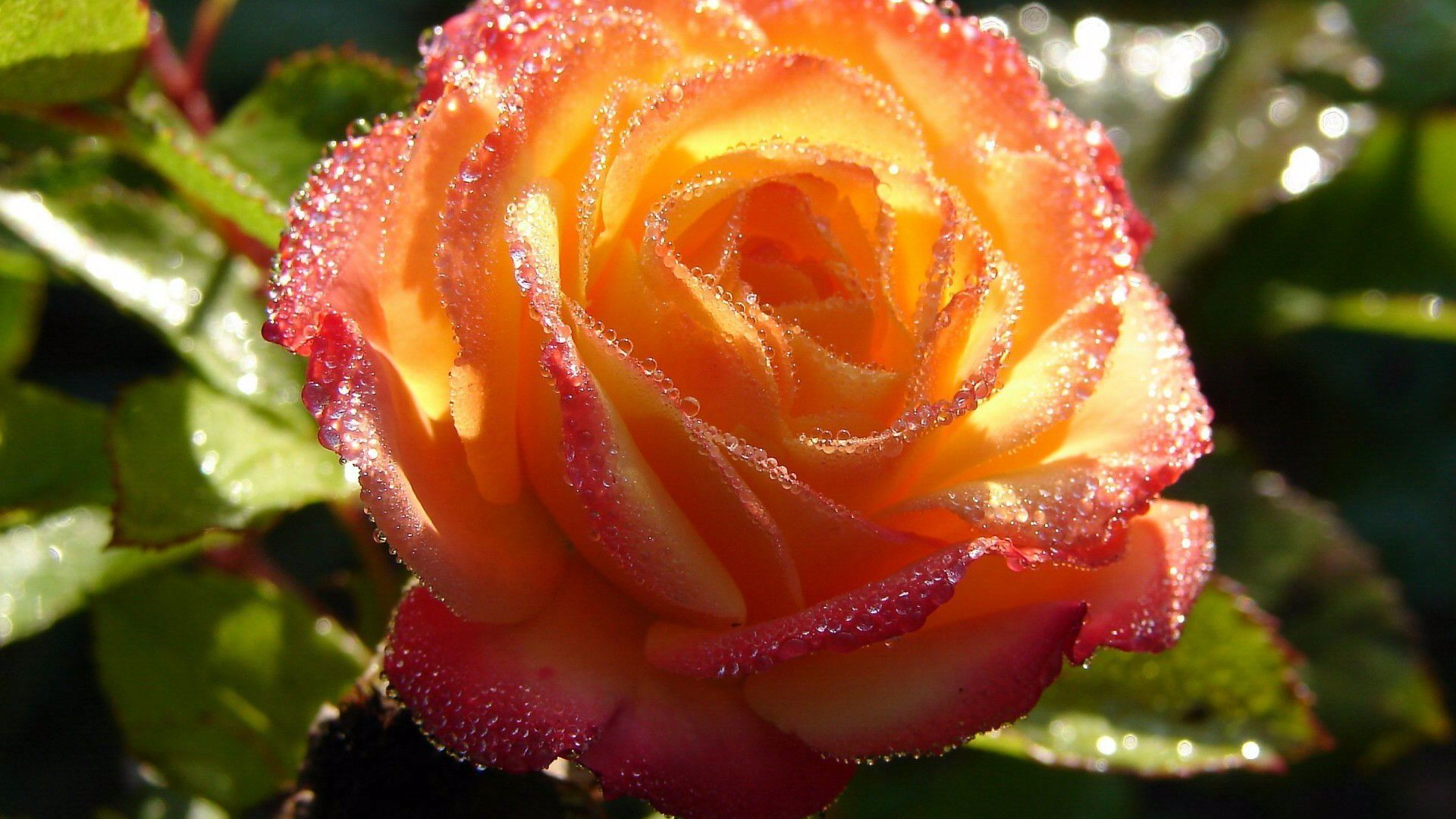 Laden Sie das Blumen, Rose, Erde/natur-Bild kostenlos auf Ihren PC-Desktop herunter