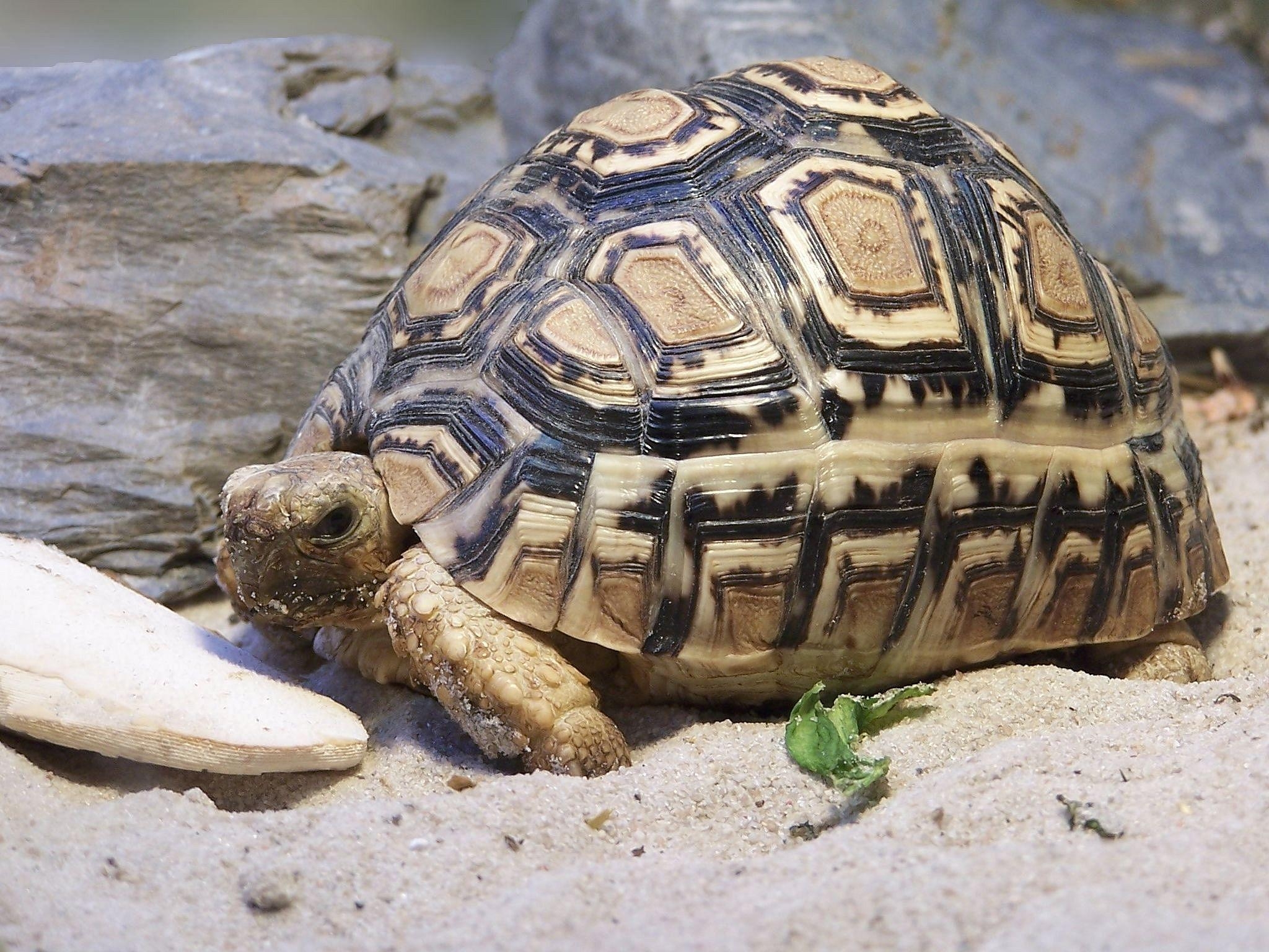animals, sand, big, carapace, shell, turtle