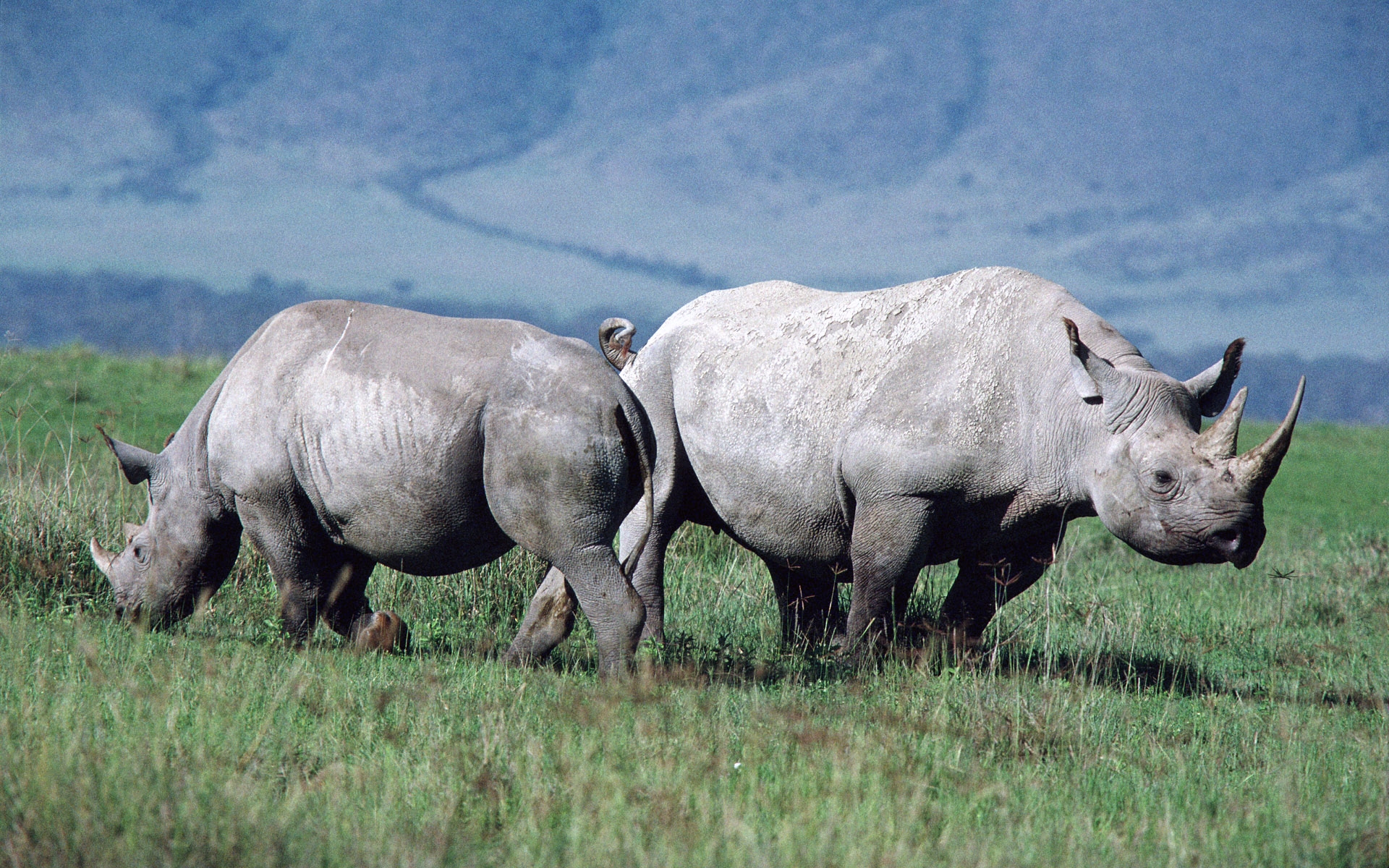 Téléchargez des papiers peints mobile Rhinocéros, Animaux gratuitement.