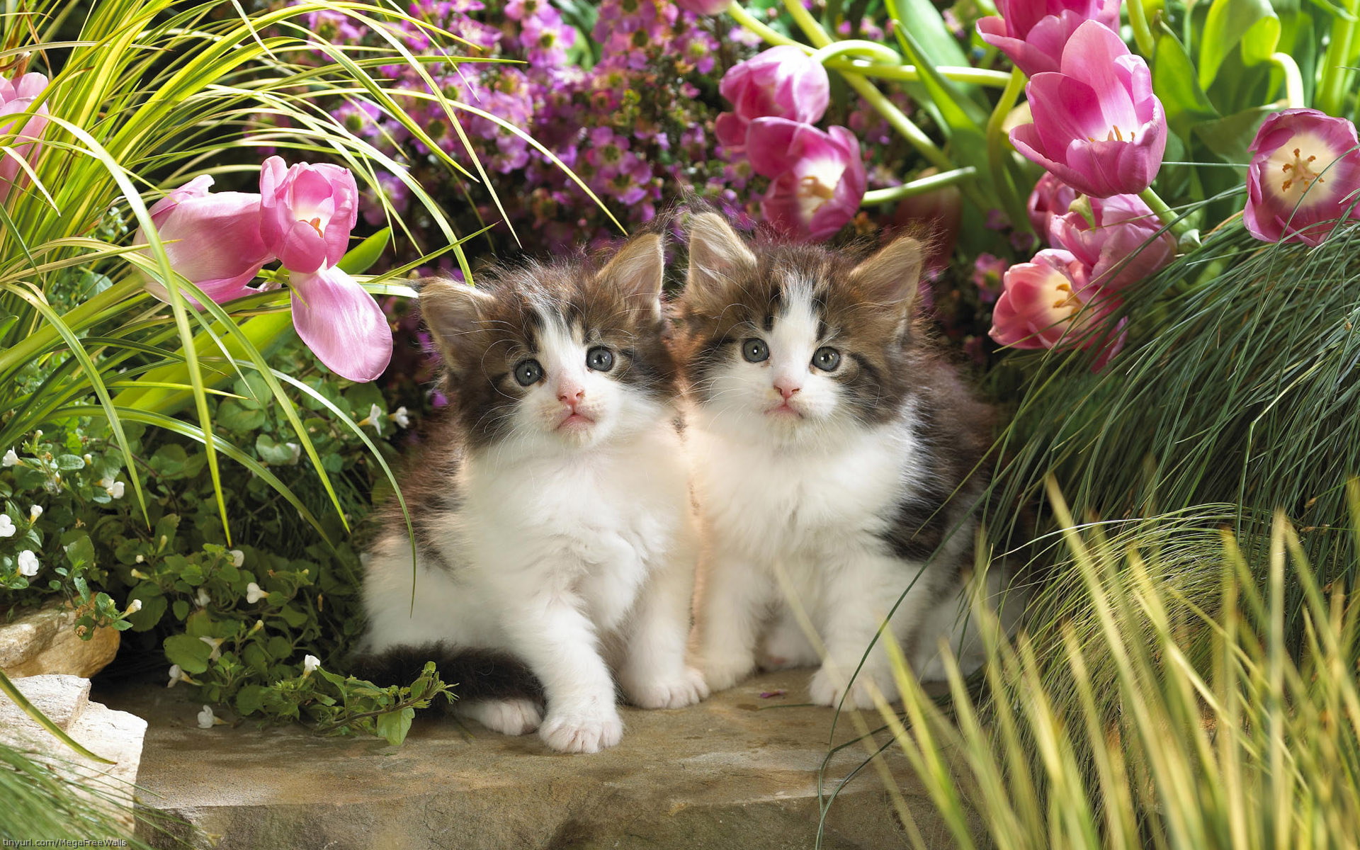 Free download wallpaper Flower, Cat, Kitten, Animal, Tulip, Cute, Baby Animal on your PC desktop