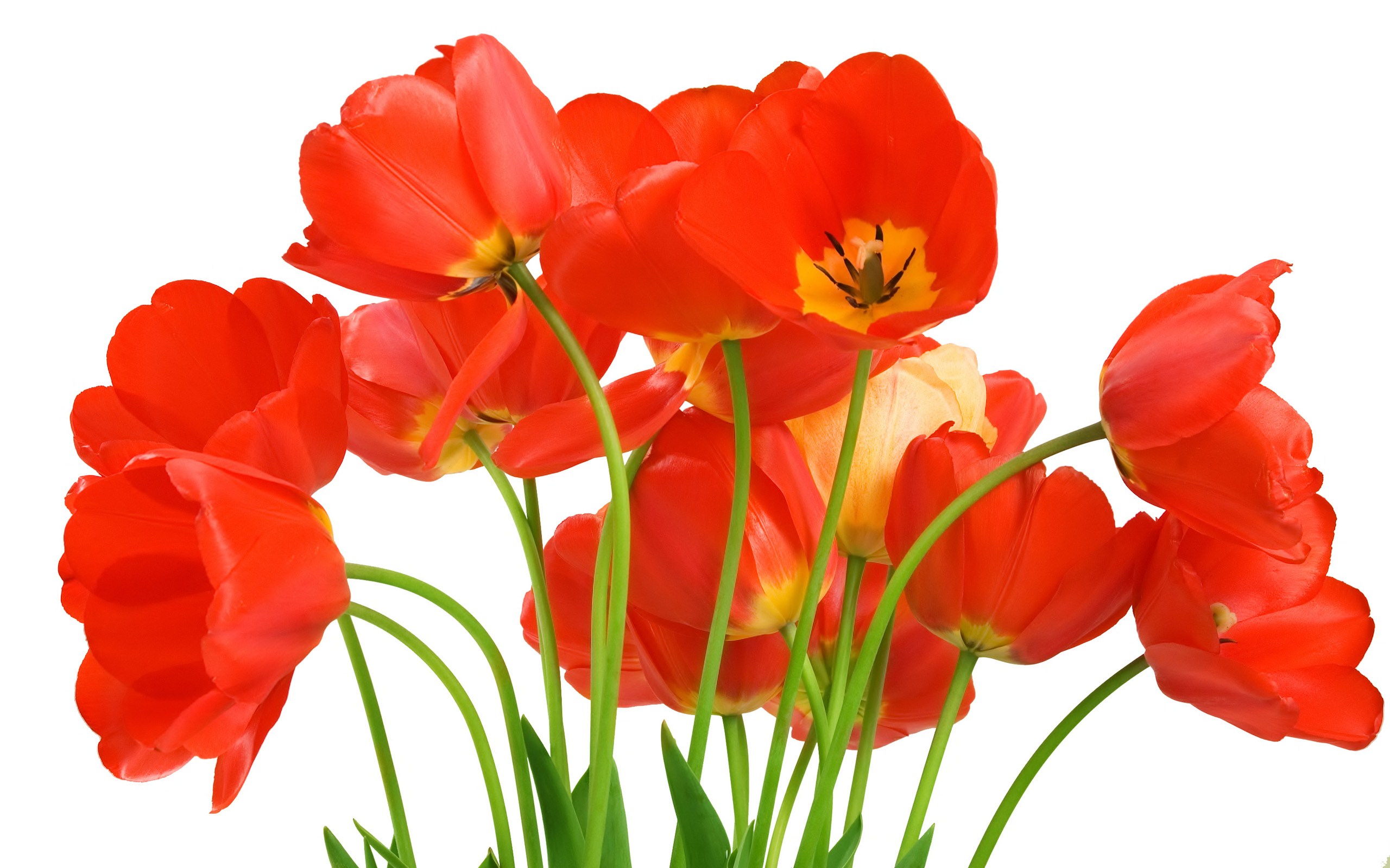 Download mobile wallpaper Flowers, Earth, Tulip for free.