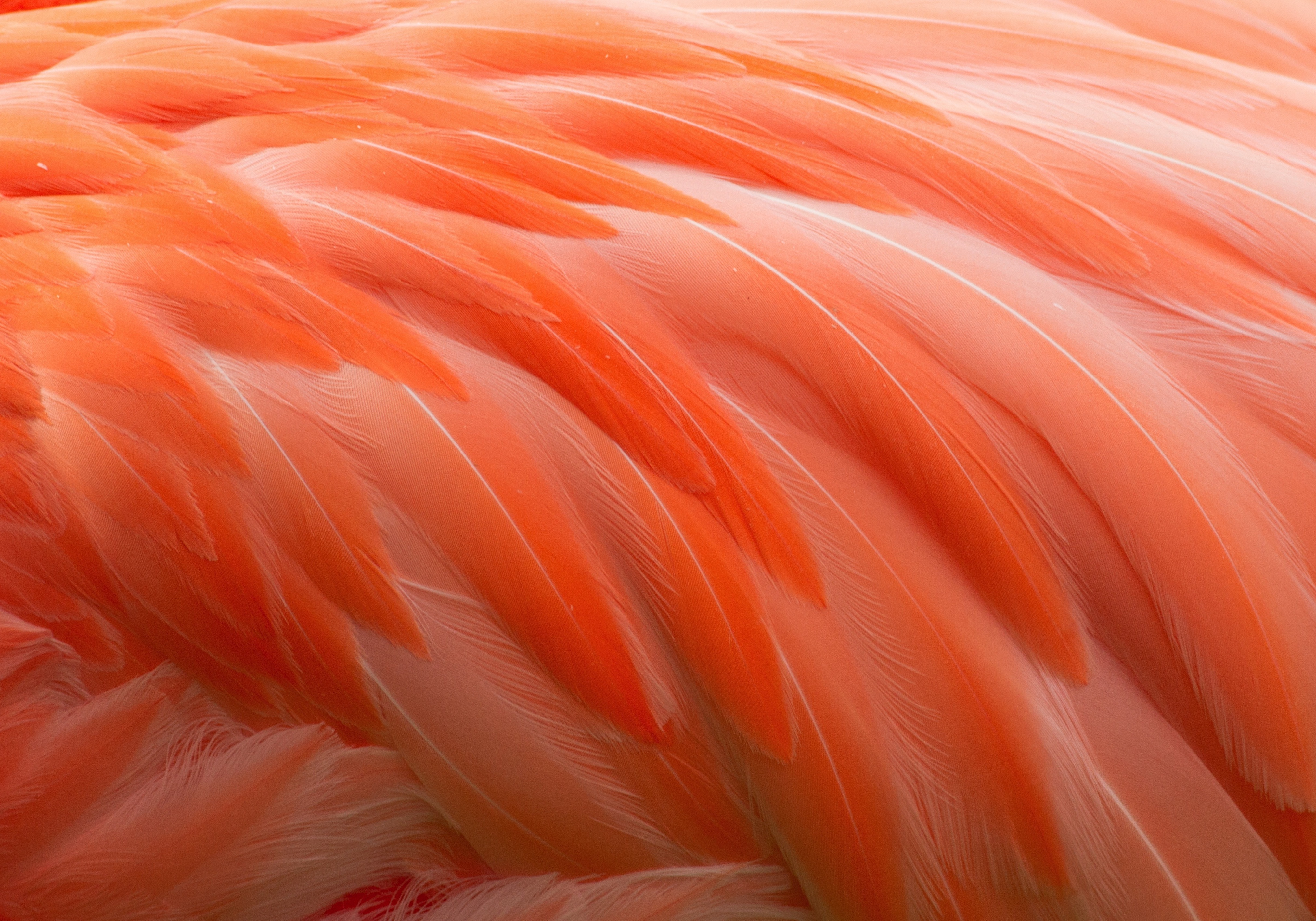 Baixar papel de parede para celular de Flamingo, Pena, Pássaro, Fotografia, Cor Laranja) gratuito.