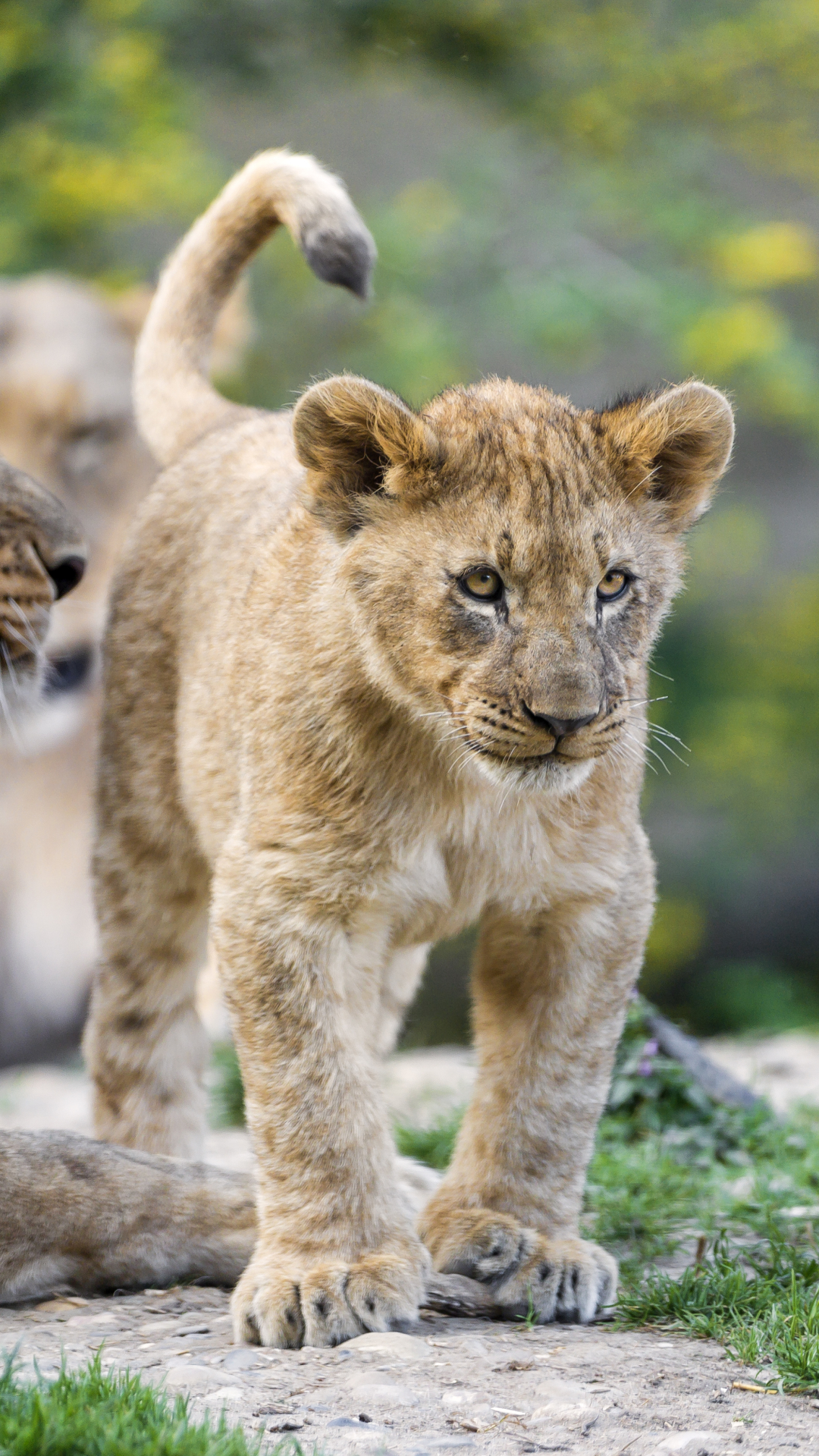 Téléchargez des papiers peints mobile Animaux, Chats, Lion, Lionceau, Bébé Animal gratuitement.