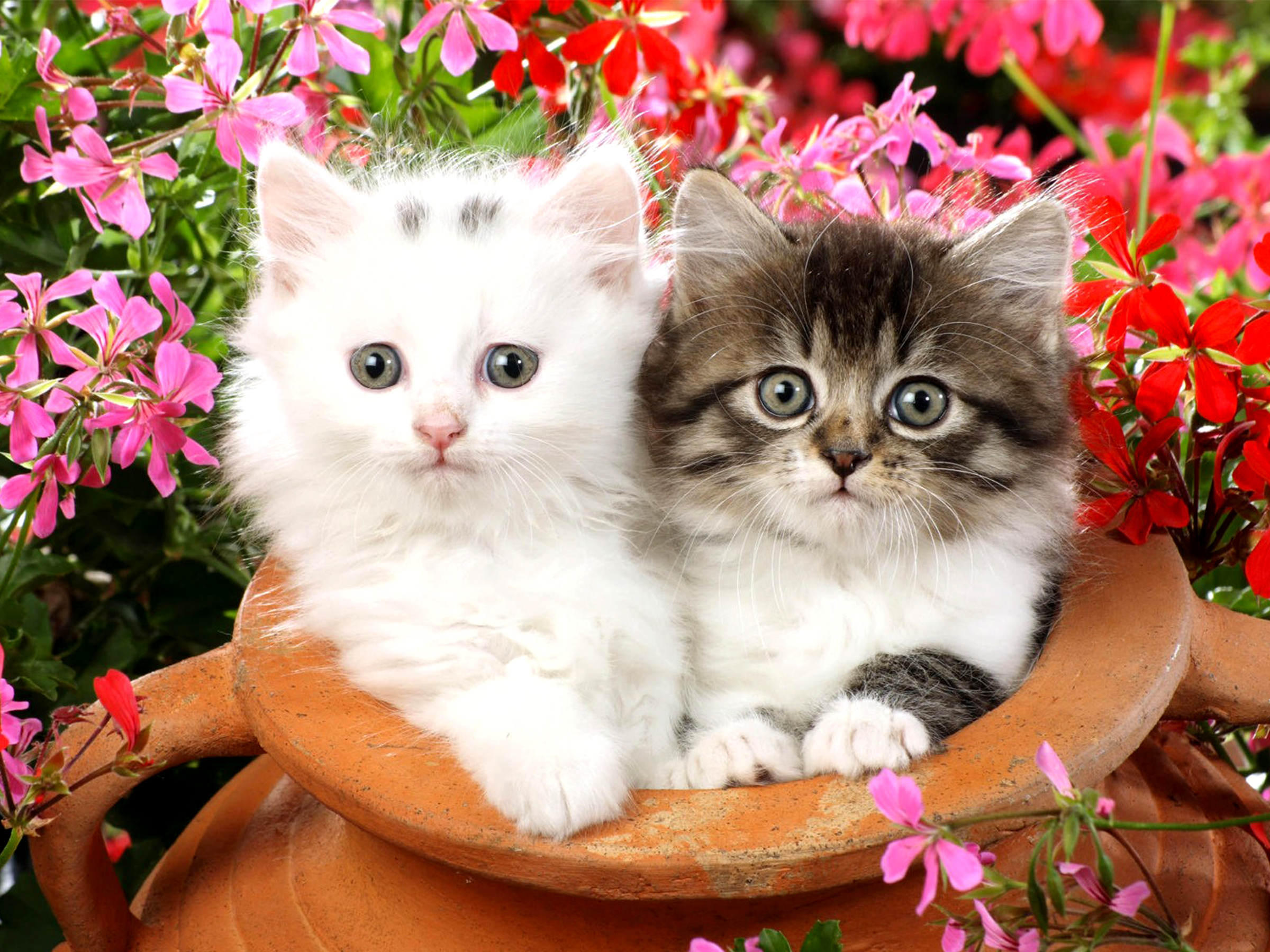 animal, cat, ceramic, flower, fluffy, kitten, pink flower, red flower, cats