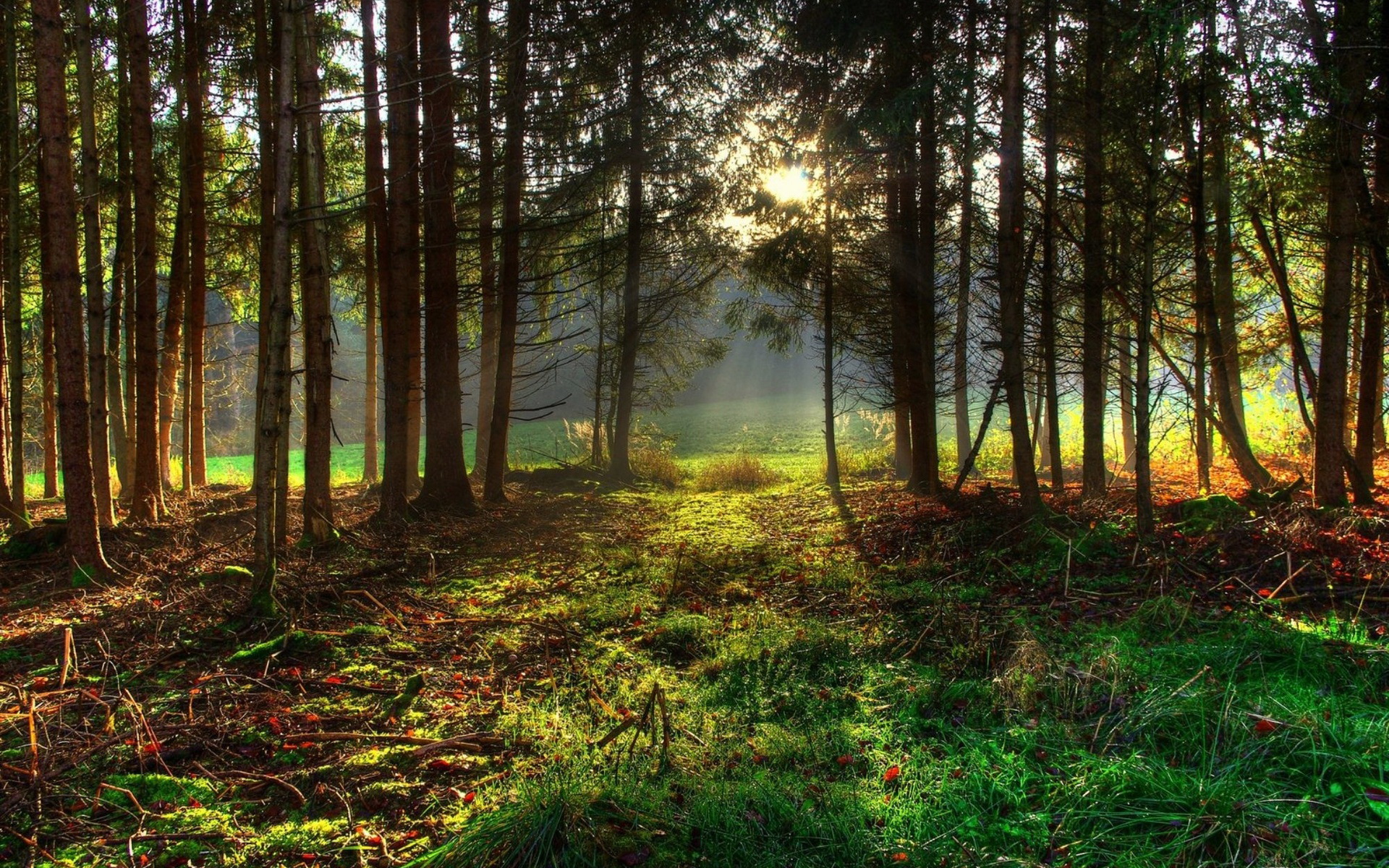 Free download wallpaper Forest, Earth on your PC desktop