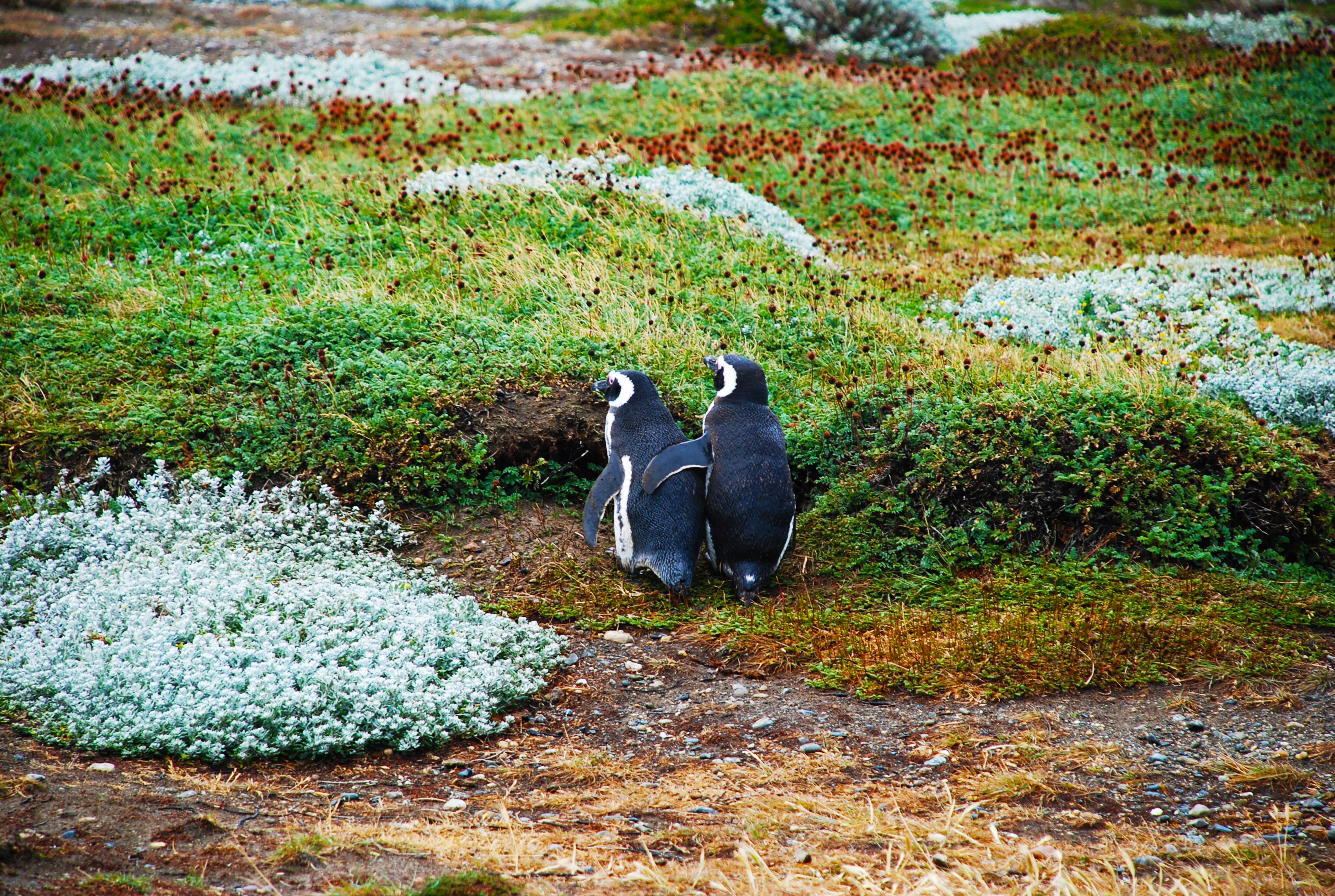 Download mobile wallpaper Magellanic Penguin, Magellan Penguin, Grass, Pinguins, Animals, Pair, Couple for free.