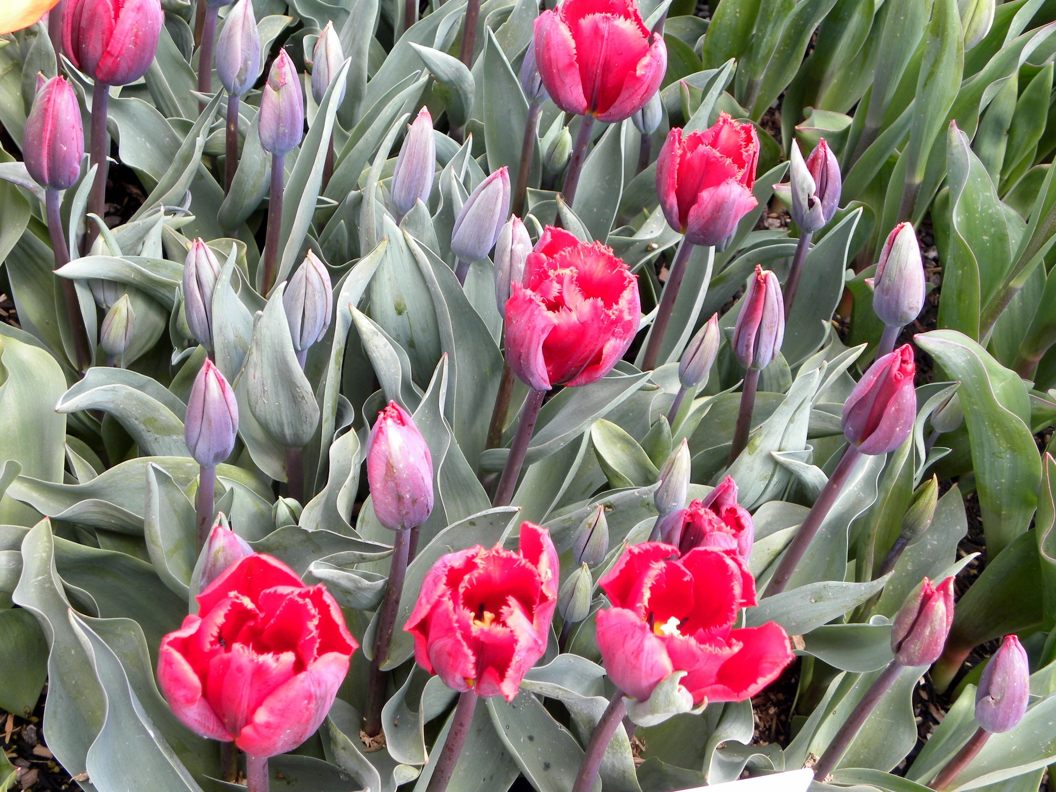 143708 baixar papel de parede flores, tulipas, verdes, verdura, buds, botões - protetores de tela e imagens gratuitamente