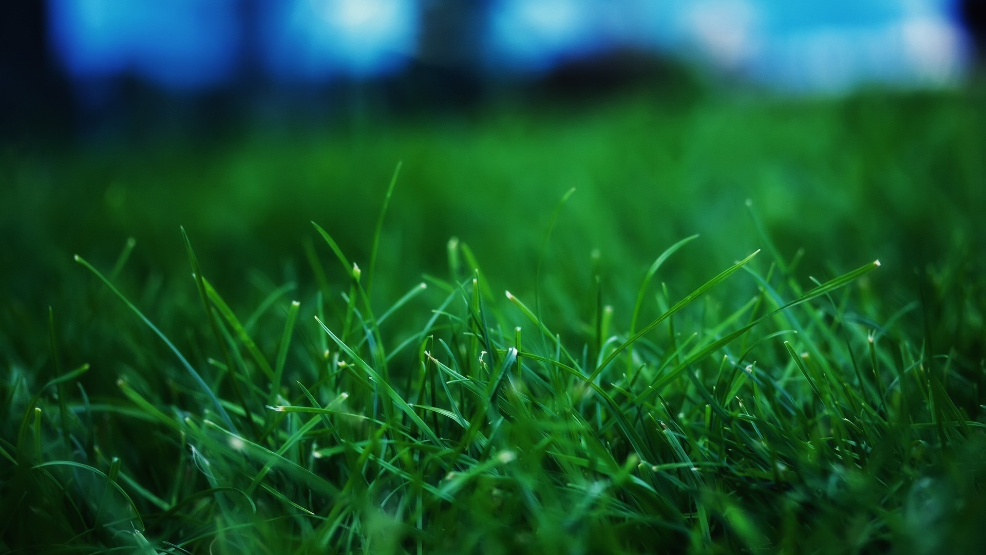 Download mobile wallpaper Grass, Earth for free.