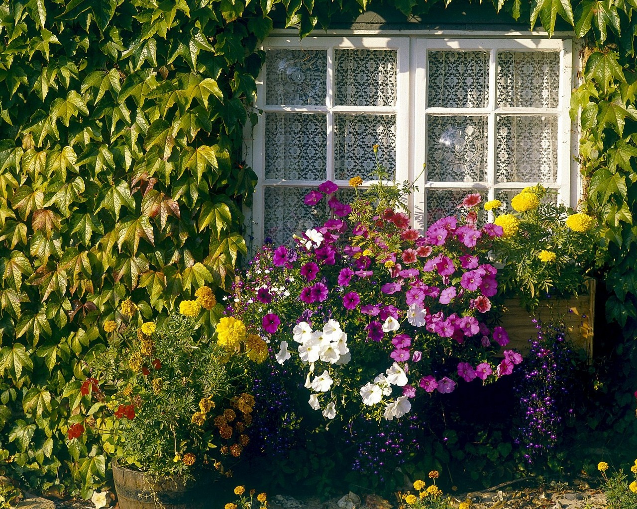 Download mobile wallpaper Flower, Window, Garden, Man Made for free.