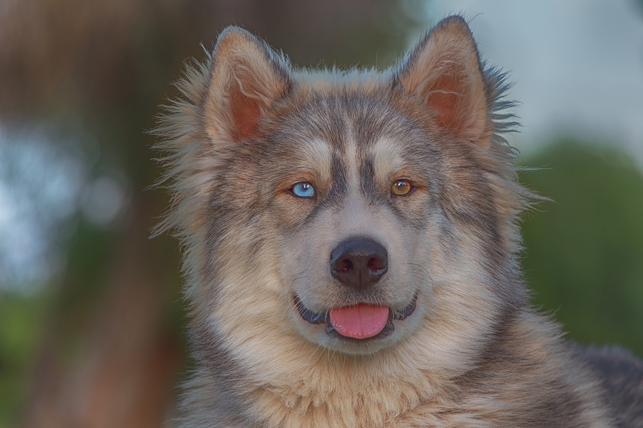 Laden Sie das Tiere, Hunde, Hund, Schnauze, Heterochromie, Sibirischer Husky-Bild kostenlos auf Ihren PC-Desktop herunter