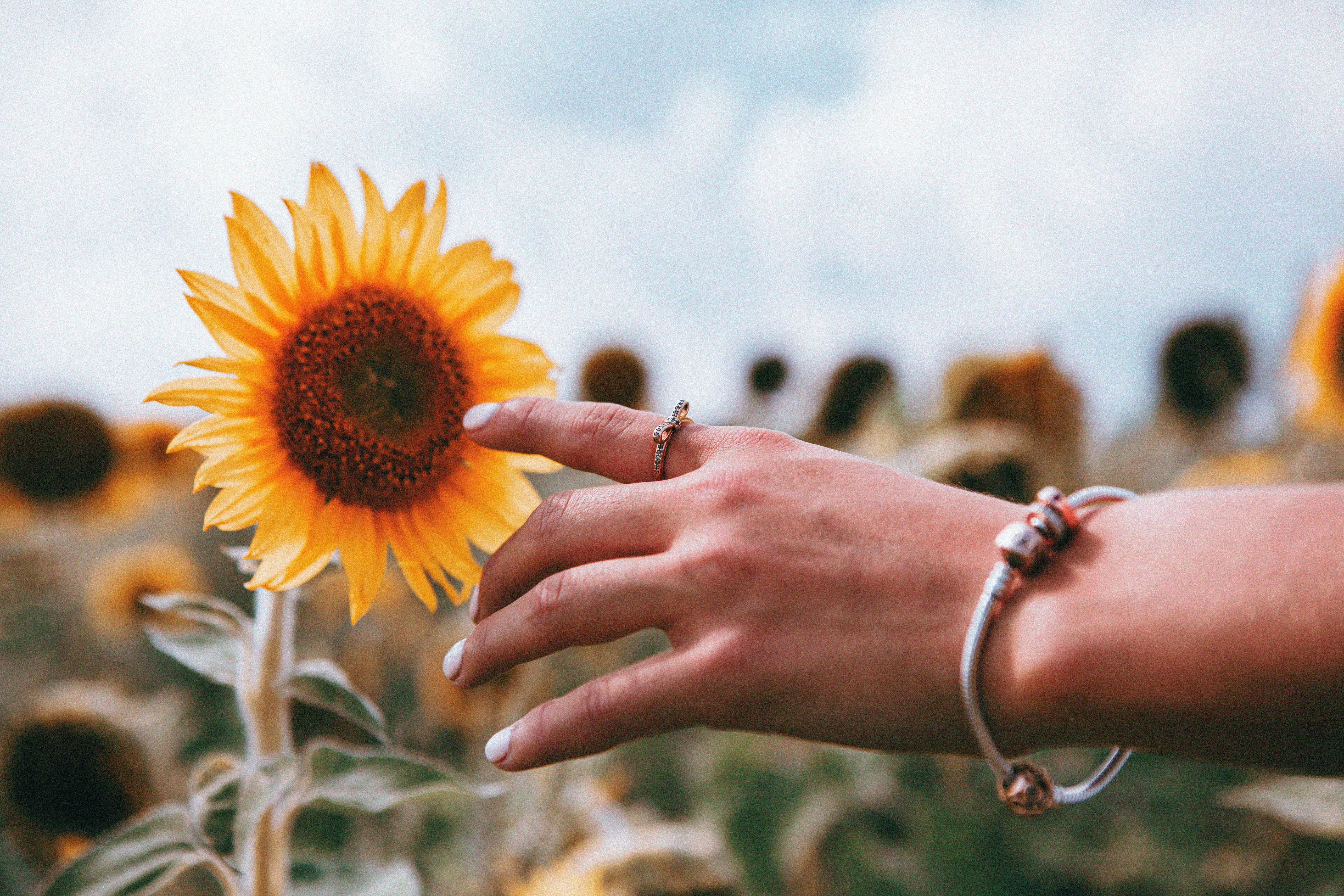 Free download wallpaper Sunflower, Miscellanea, Ring, Miscellaneous, Flower, Hand on your PC desktop