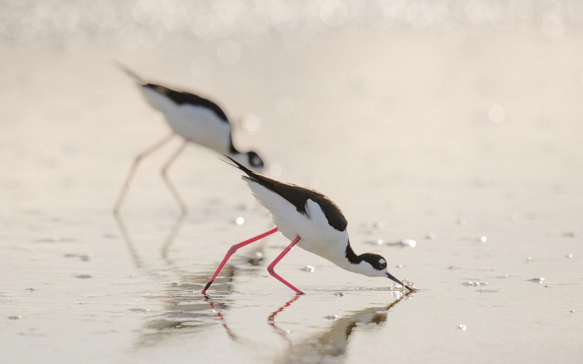 Téléchargez des papiers peints mobile Animaux, Oiseau, Des Oiseaux gratuitement.