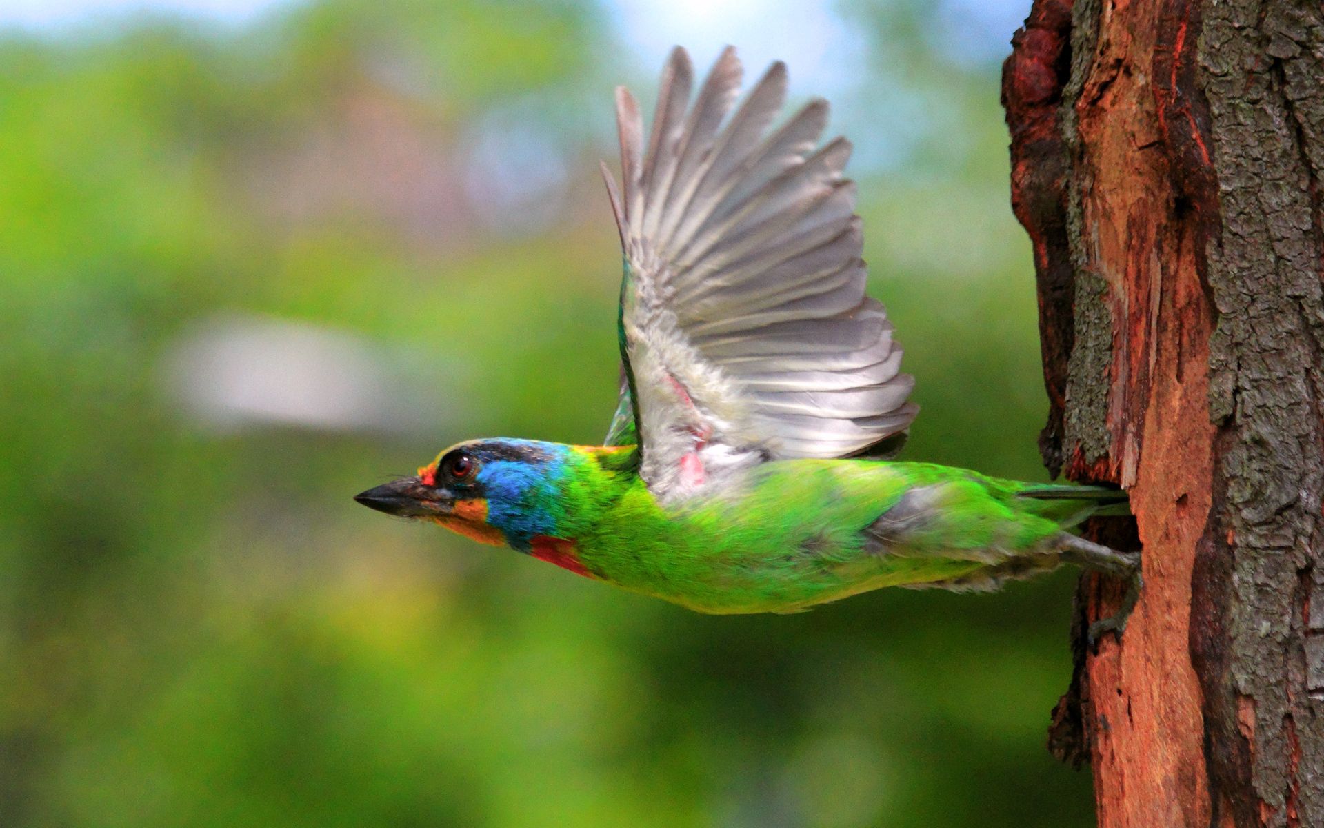 Free download wallpaper Bird, Wood, Multicolored, Motley, Tree, Flight, Nest, Animals on your PC desktop