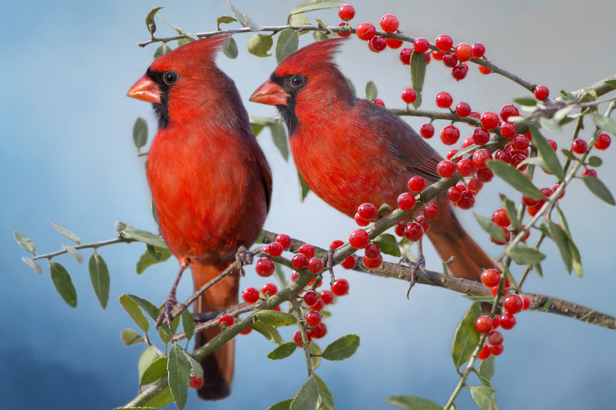 Download mobile wallpaper Birds, Bird, Tree, Branch, Berry, Animal, Cardinal for free.