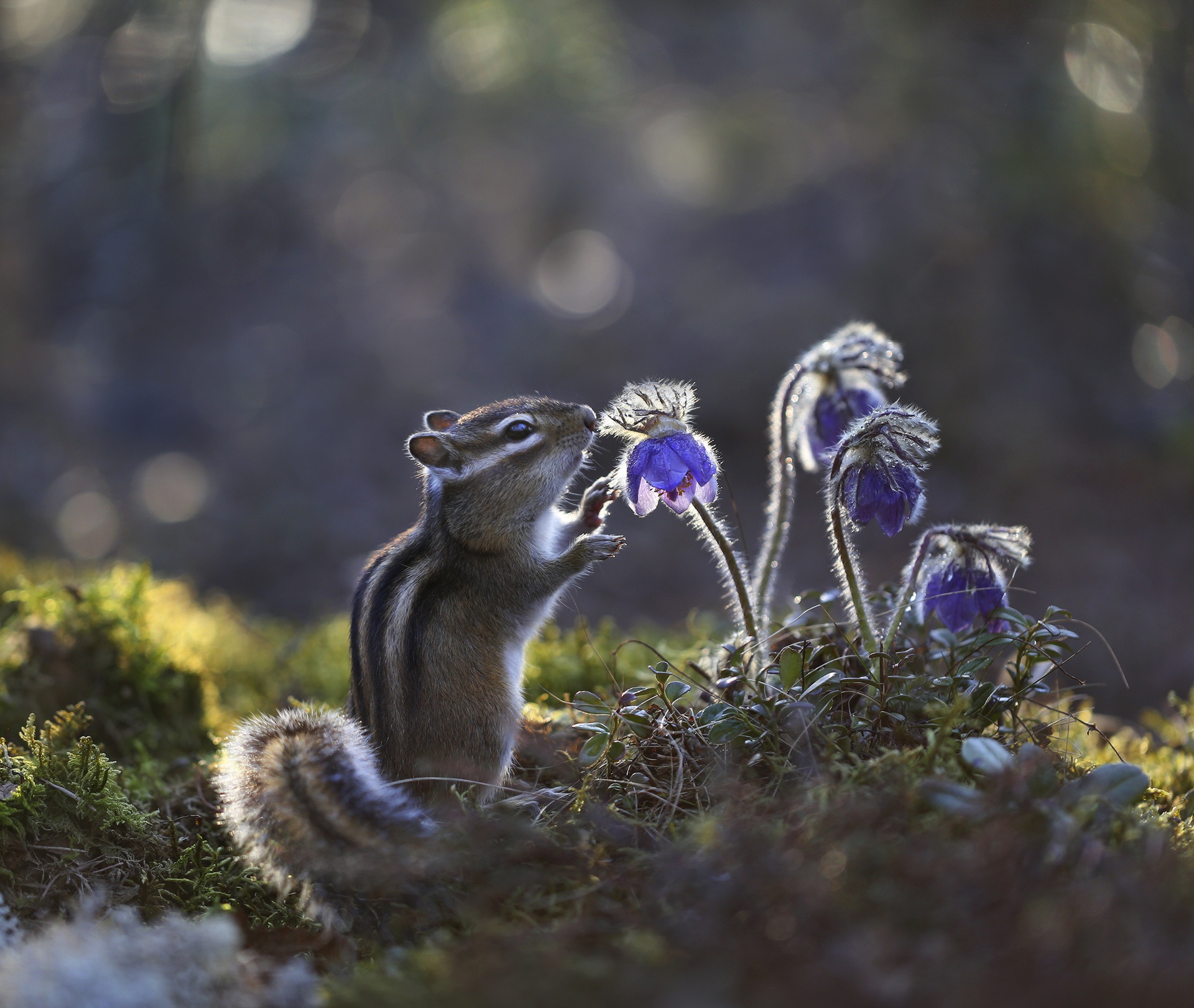 Handy-Wallpaper Tiere, Blume, Nagetier, Streifenhörnchen kostenlos herunterladen.