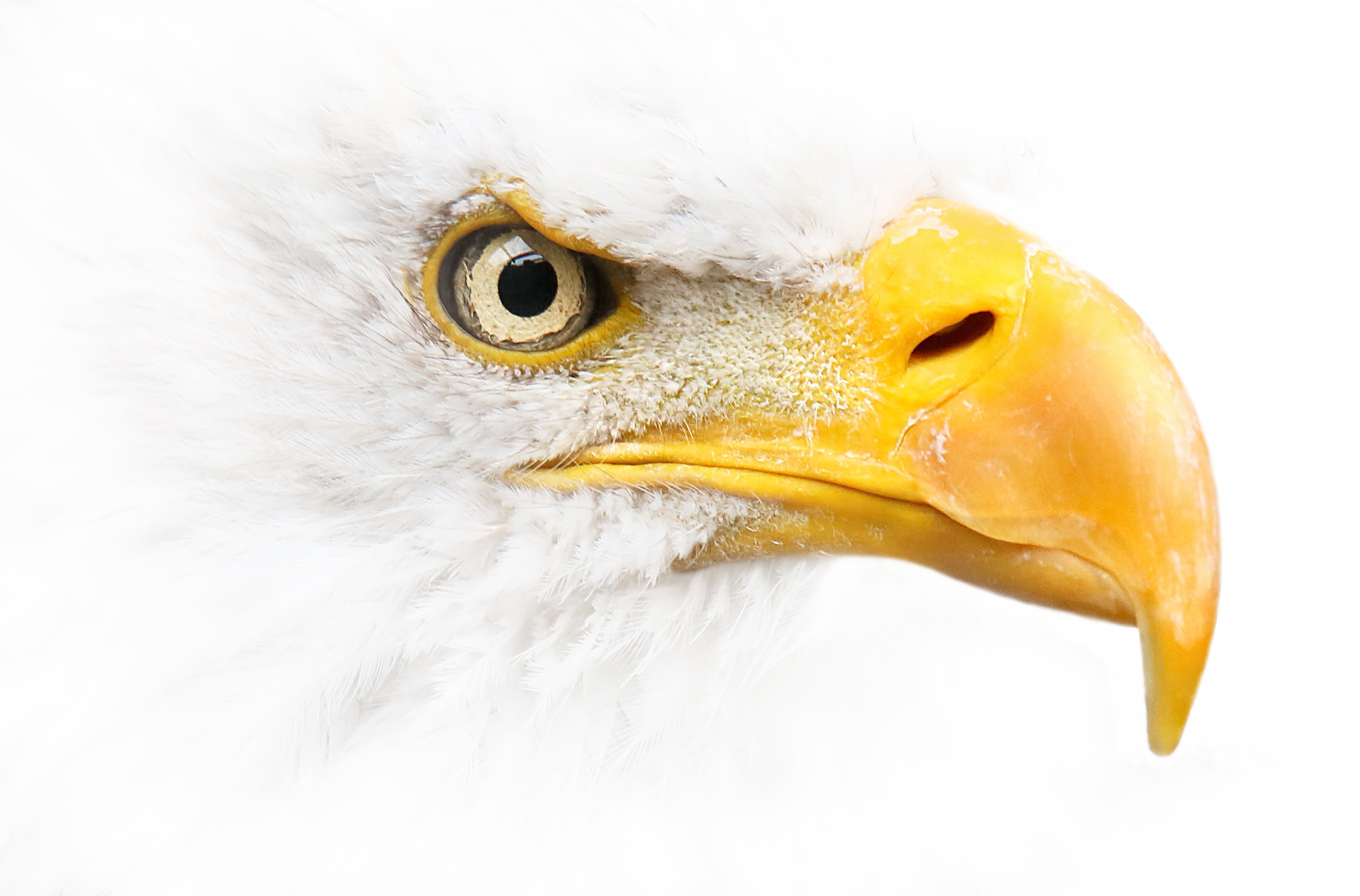 Descarga gratuita de fondo de pantalla para móvil de Animales, Águila Calva, Aves.