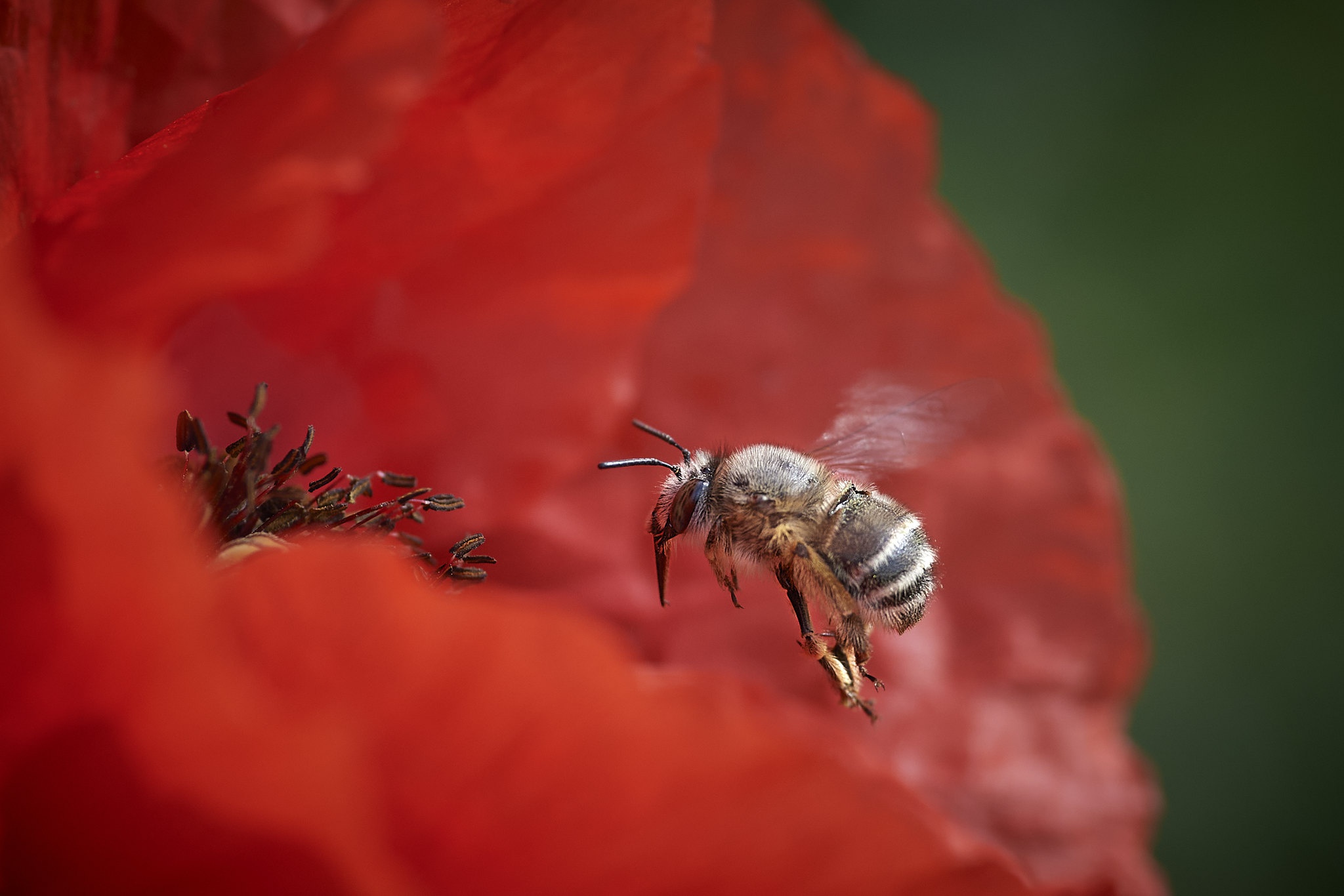 無料モバイル壁紙動物, 昆虫, ポピー, 花, 大きい, 蜂, 虫をダウンロードします。