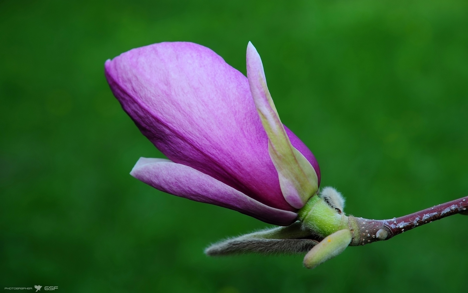 Descarga gratis la imagen Florecer, Flores, Tierra/naturaleza en el escritorio de tu PC