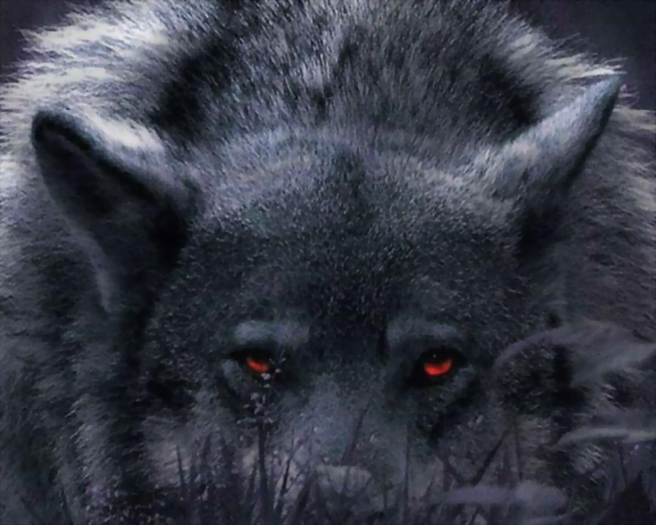 Free download wallpaper Wolf, Animal on your PC desktop