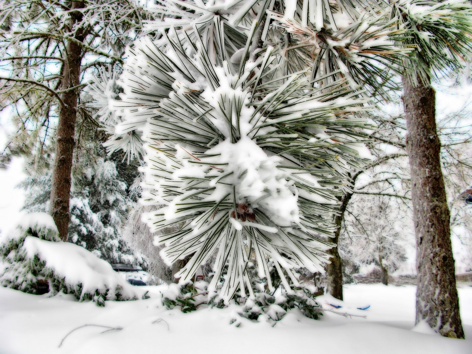 Free download wallpaper Plants, Winter, Needle, Pine, Snow, Landscape on your PC desktop