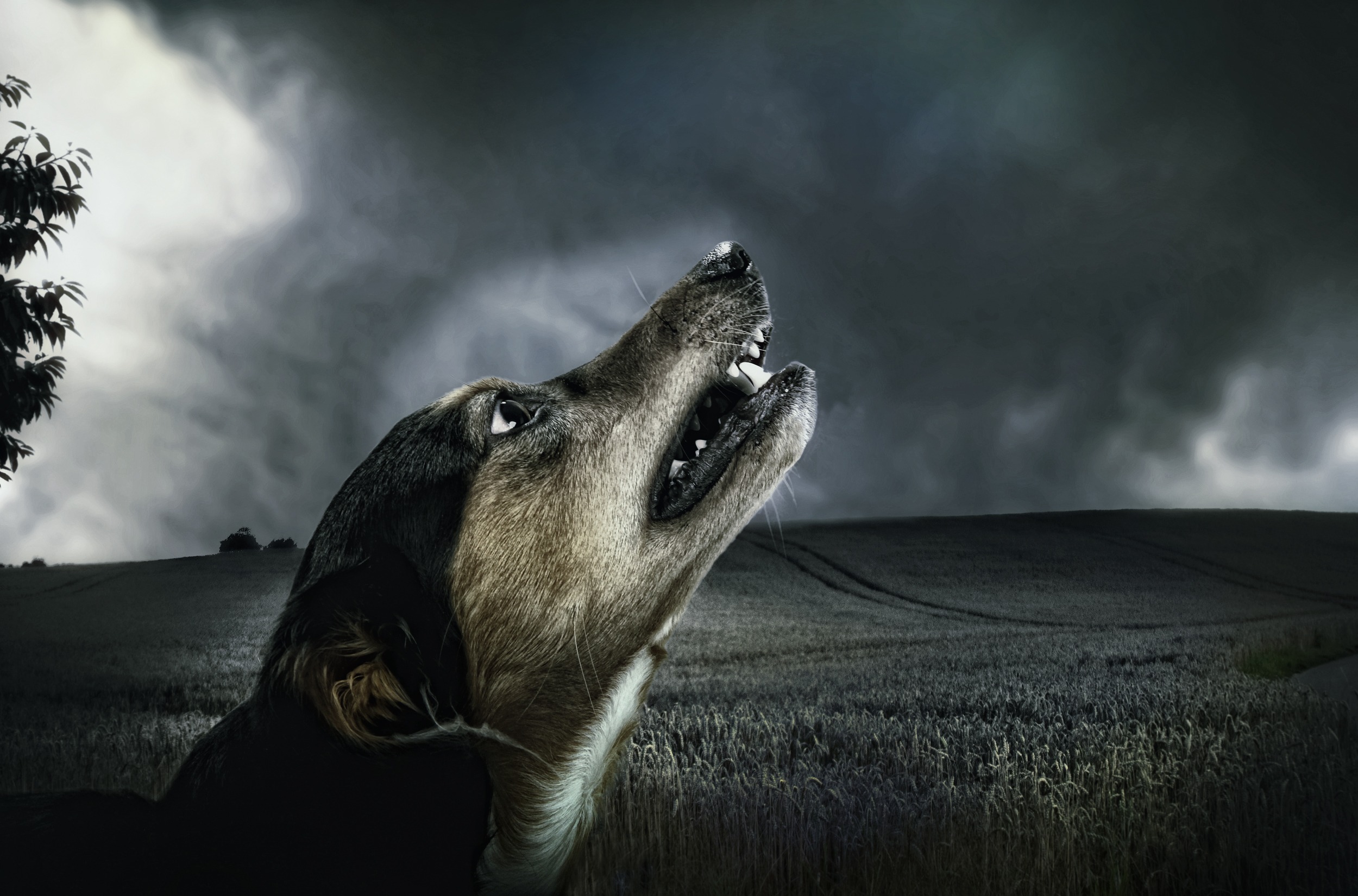 Free download wallpaper Dogs, Sky, Dark, Dog, Field, Animal, Cloud on your PC desktop