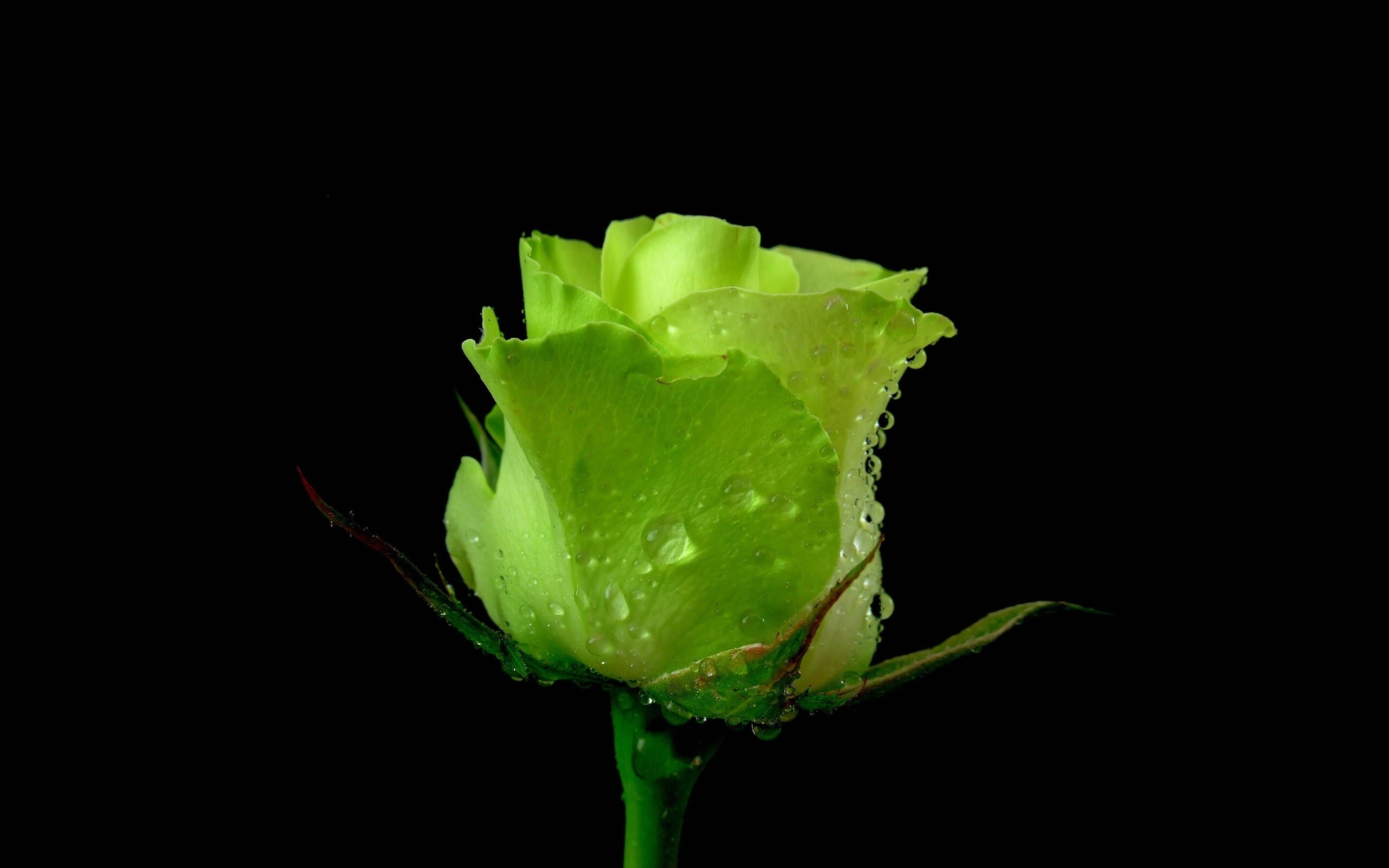 Популярные заставки и фоны Зеленая Роза на компьютер