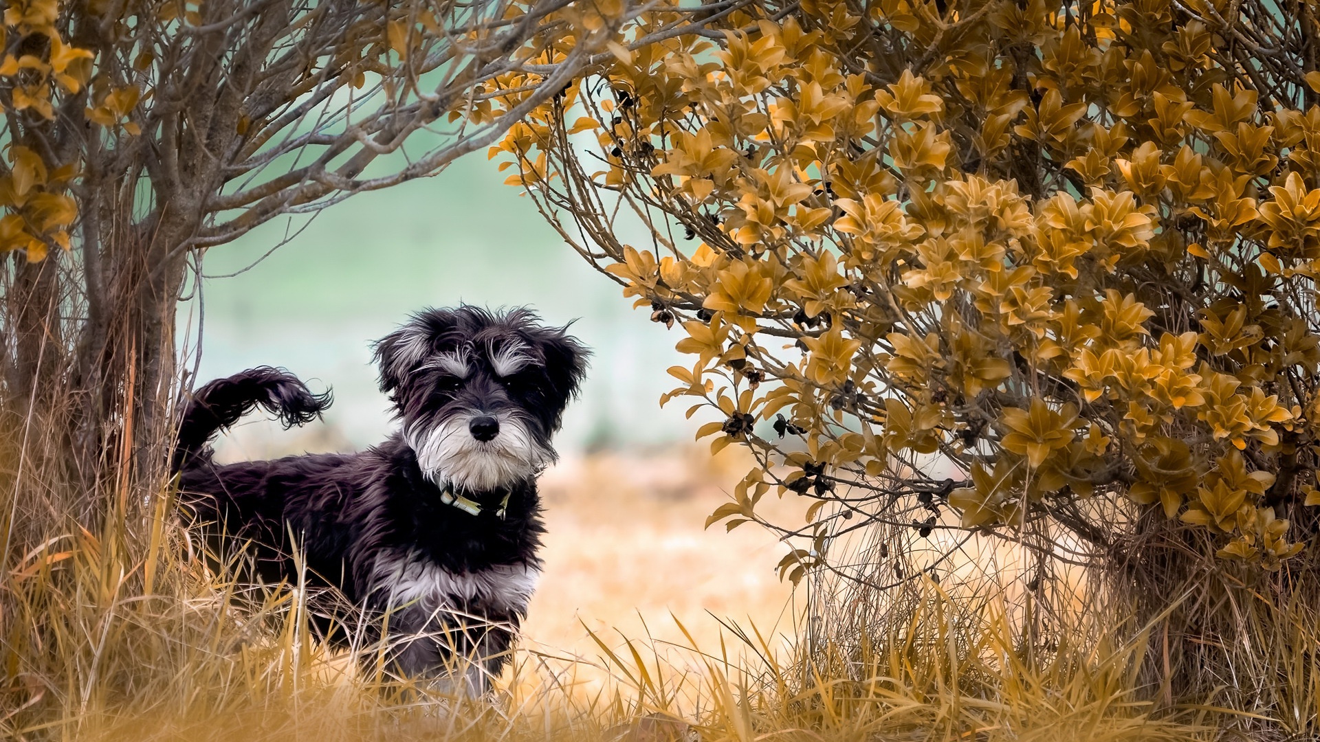 PCデスクトップに動物, 犬画像を無料でダウンロード