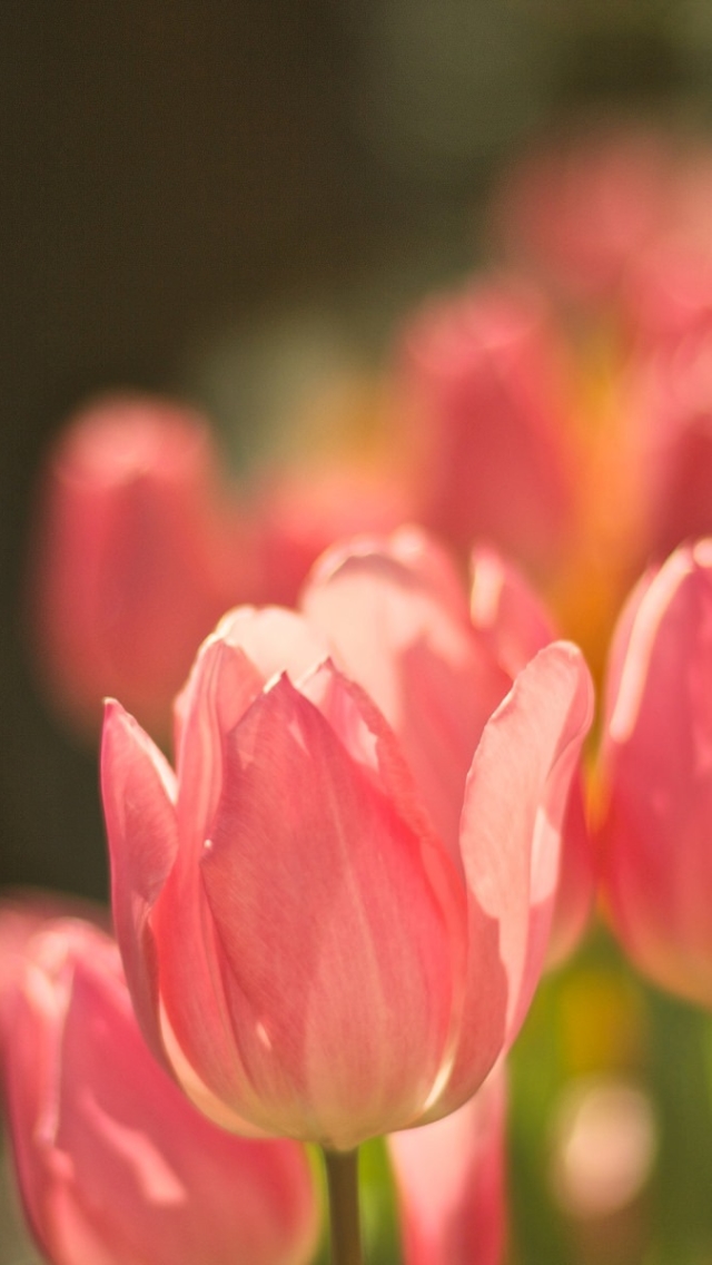 Handy-Wallpaper Natur, Blumen, Blume, Bokeh, Tulpe, Erde/natur, Pinke Blume kostenlos herunterladen.