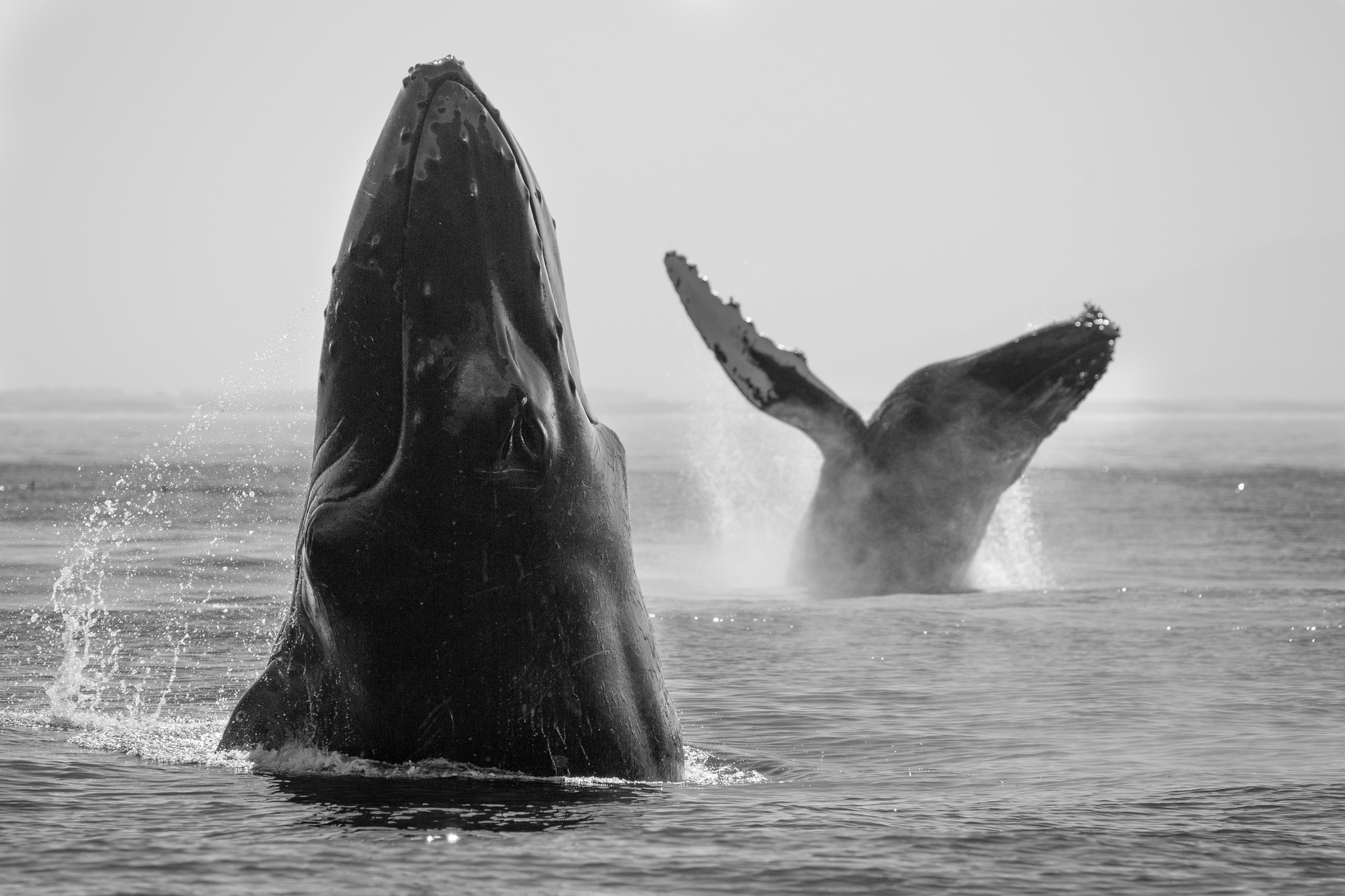 930710 descargar fondo de pantalla animales, ballena, blanco y negro, ballena jorobada, vida marina: protectores de pantalla e imágenes gratis