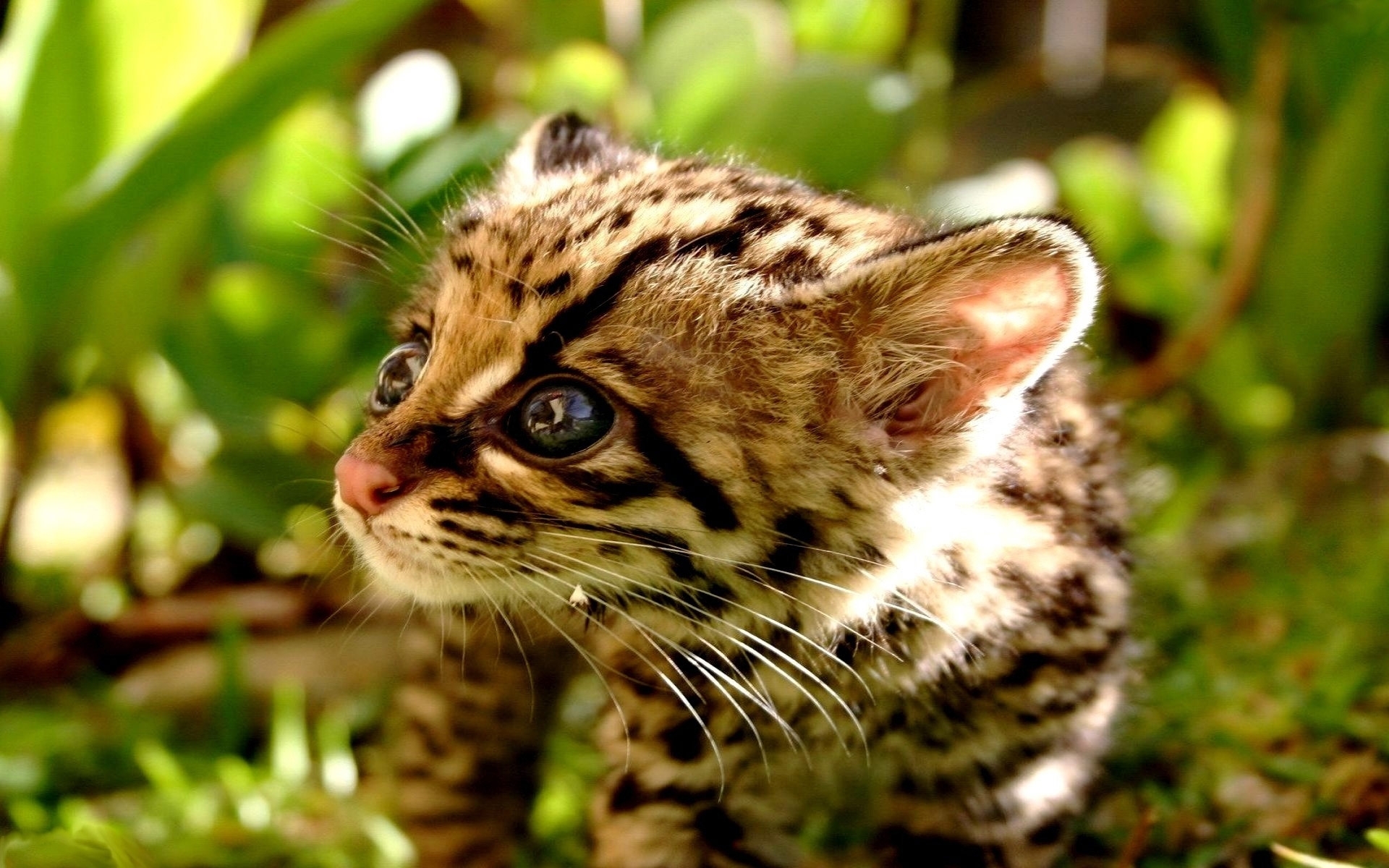 animals, leopards Desktop home screen Wallpaper