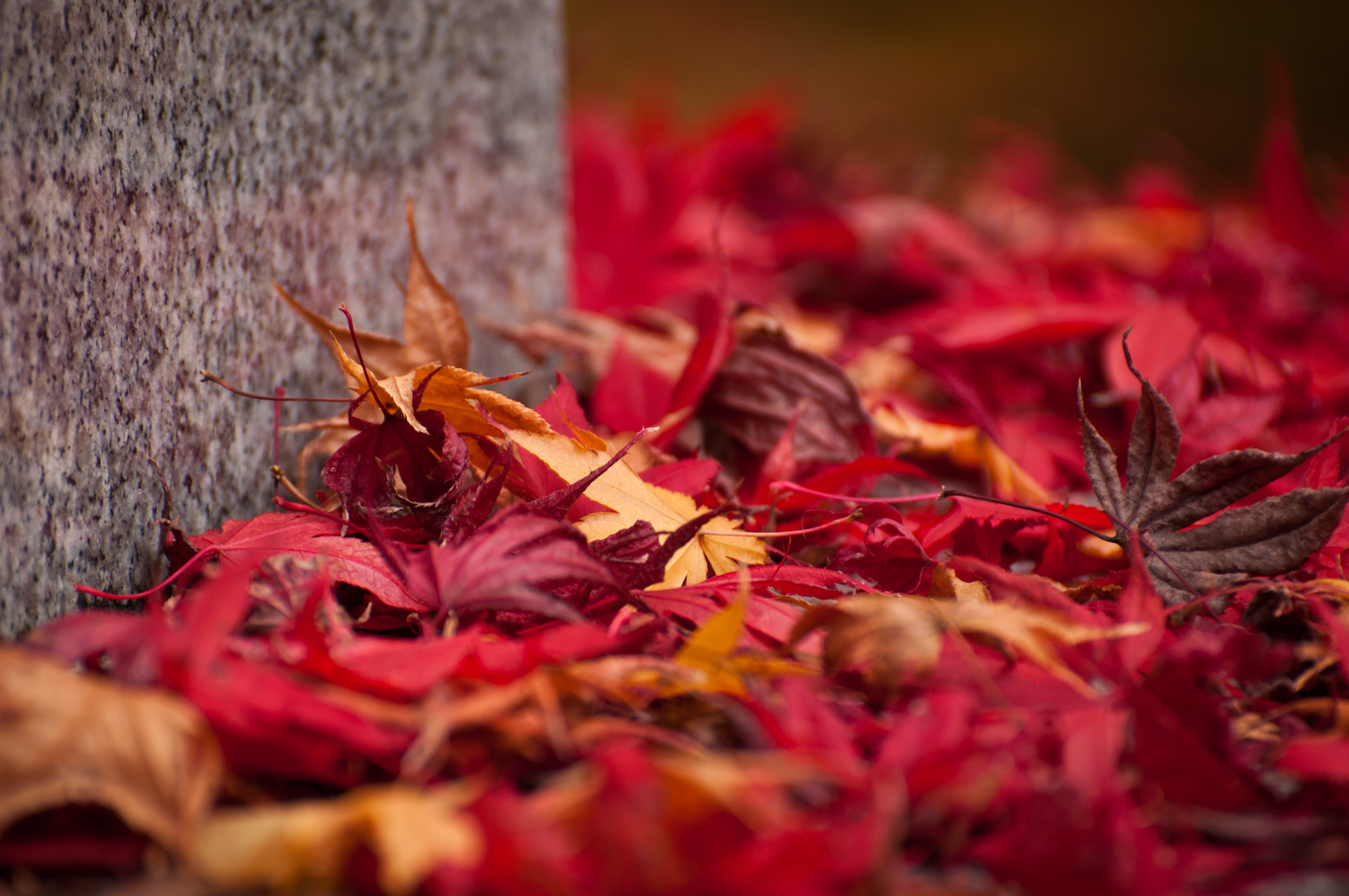 Laden Sie das Natur, Herbst, Blatt, Nahansicht, Verwischen, Erde/natur-Bild kostenlos auf Ihren PC-Desktop herunter