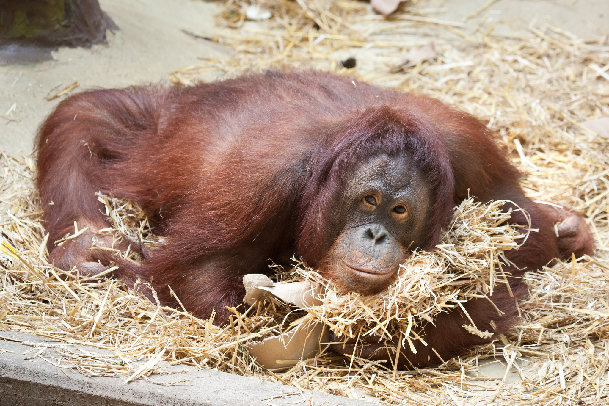 310036 télécharger l'image animaux, orang outan, primate, zoo, singes - fonds d'écran et économiseurs d'écran gratuits