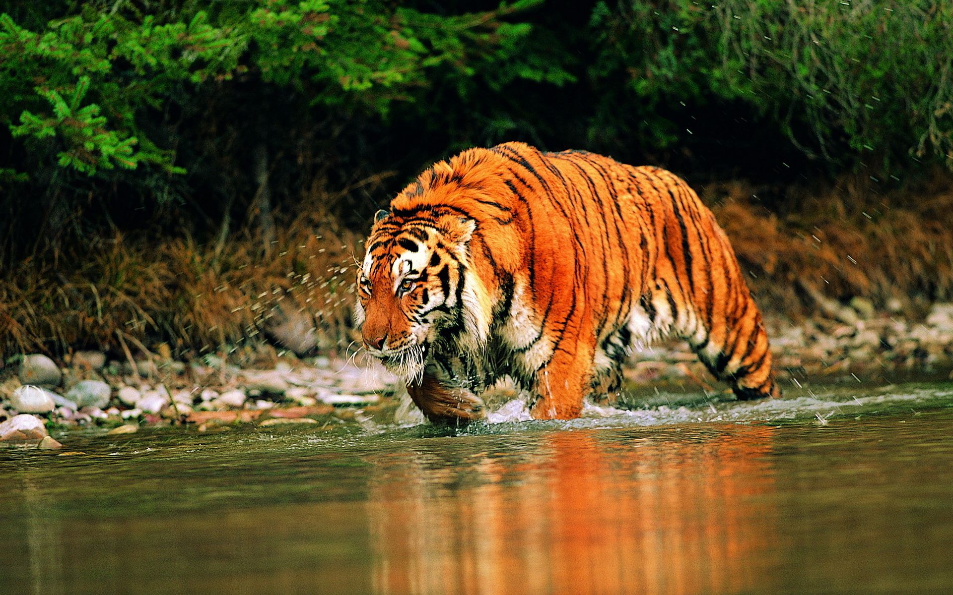 tiger, animals, water, hunts QHD
