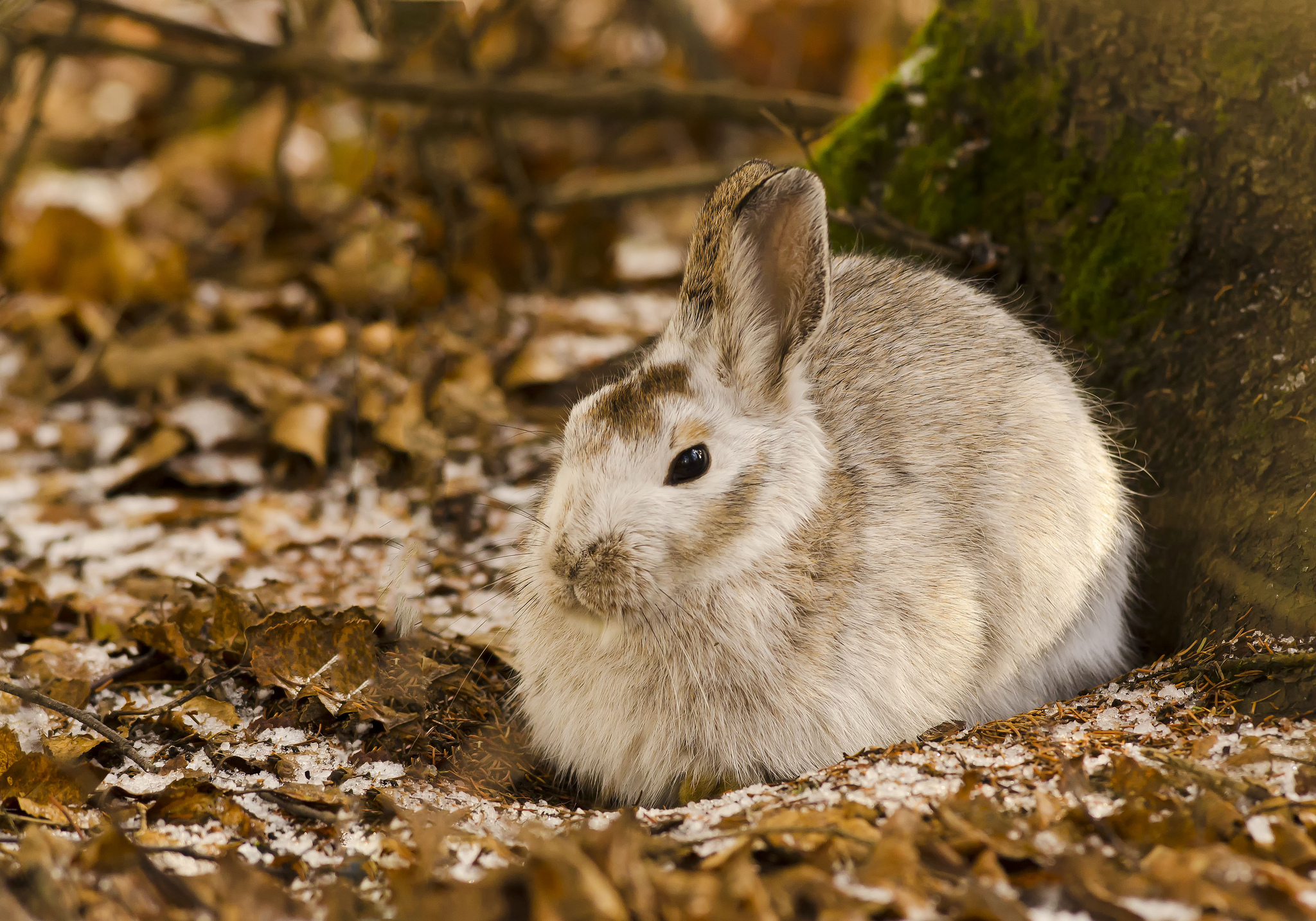 wallpapers hare, animals, leaves, wood, tree, cold