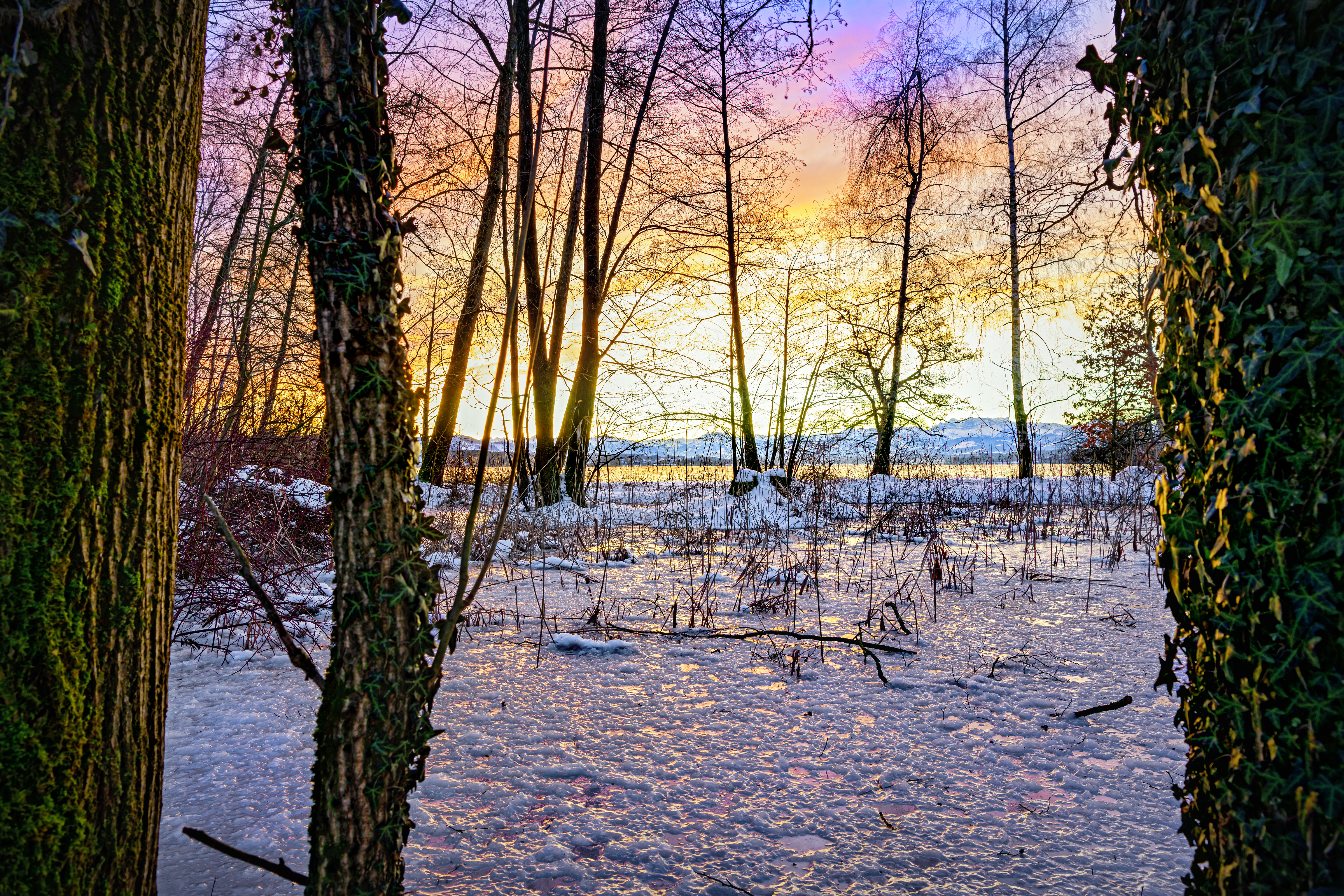 snow, winter, nature, trees, sunset, ice Desktop Wallpaper