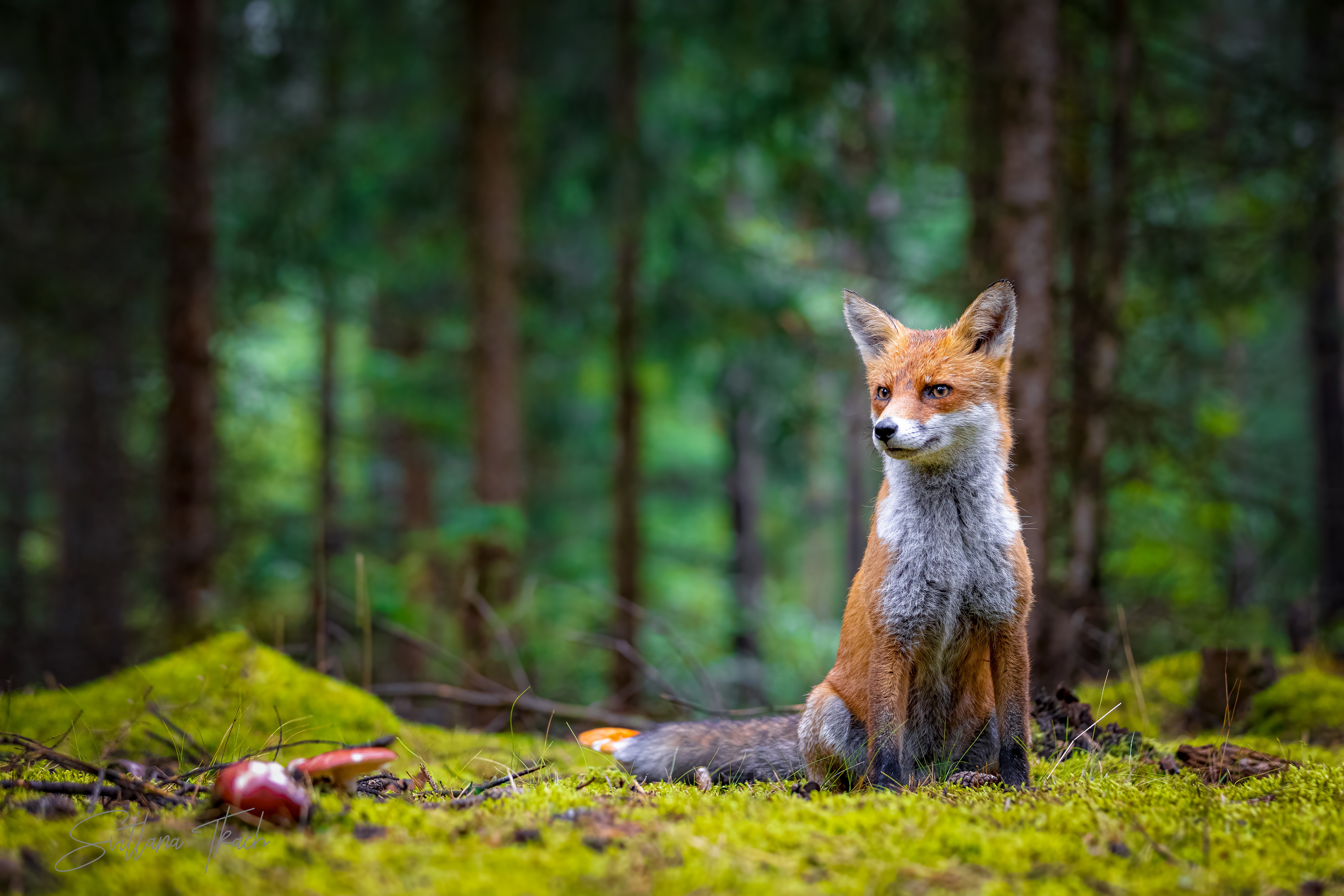 Laden Sie das Tiere, Fuchs-Bild kostenlos auf Ihren PC-Desktop herunter