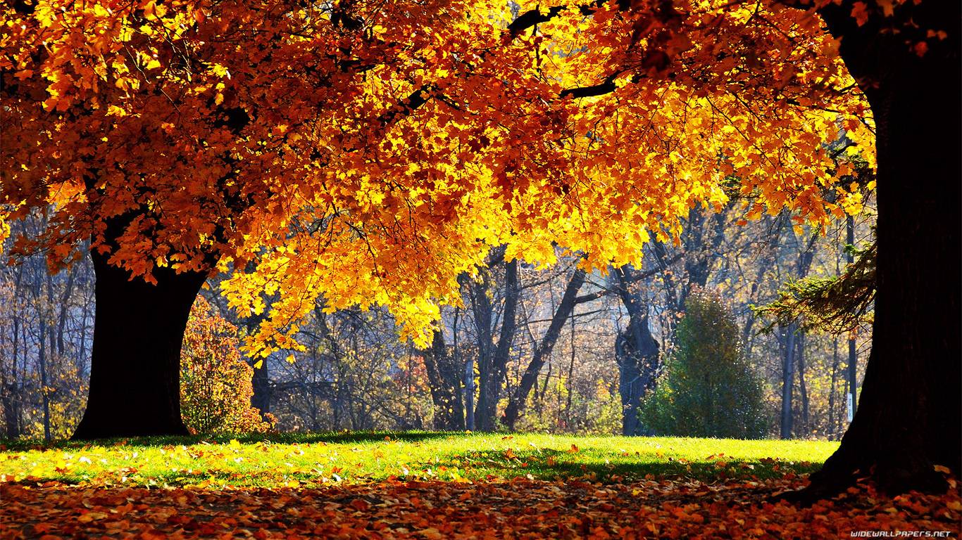 Baixe gratuitamente a imagem Outono, Terra/natureza na área de trabalho do seu PC