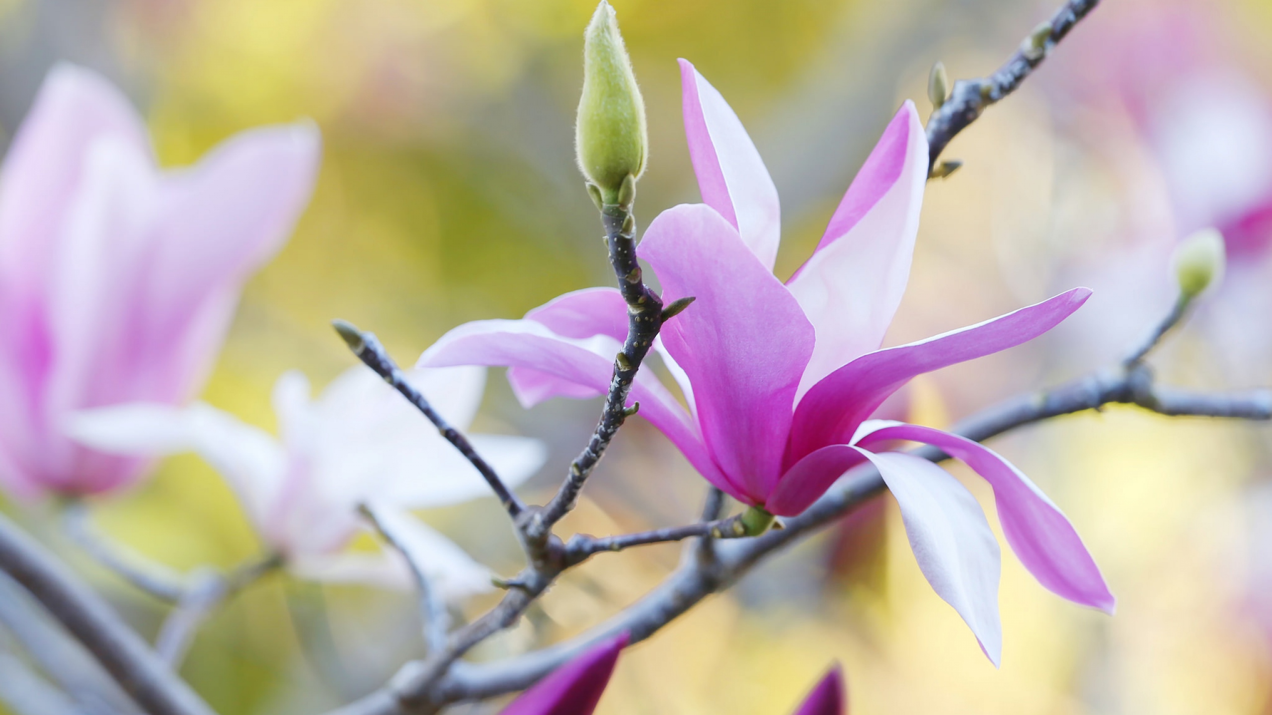 357885 télécharger l'image magnolia, printemps, terre/nature, floraison, fleur, des arbres - fonds d'écran et économiseurs d'écran gratuits