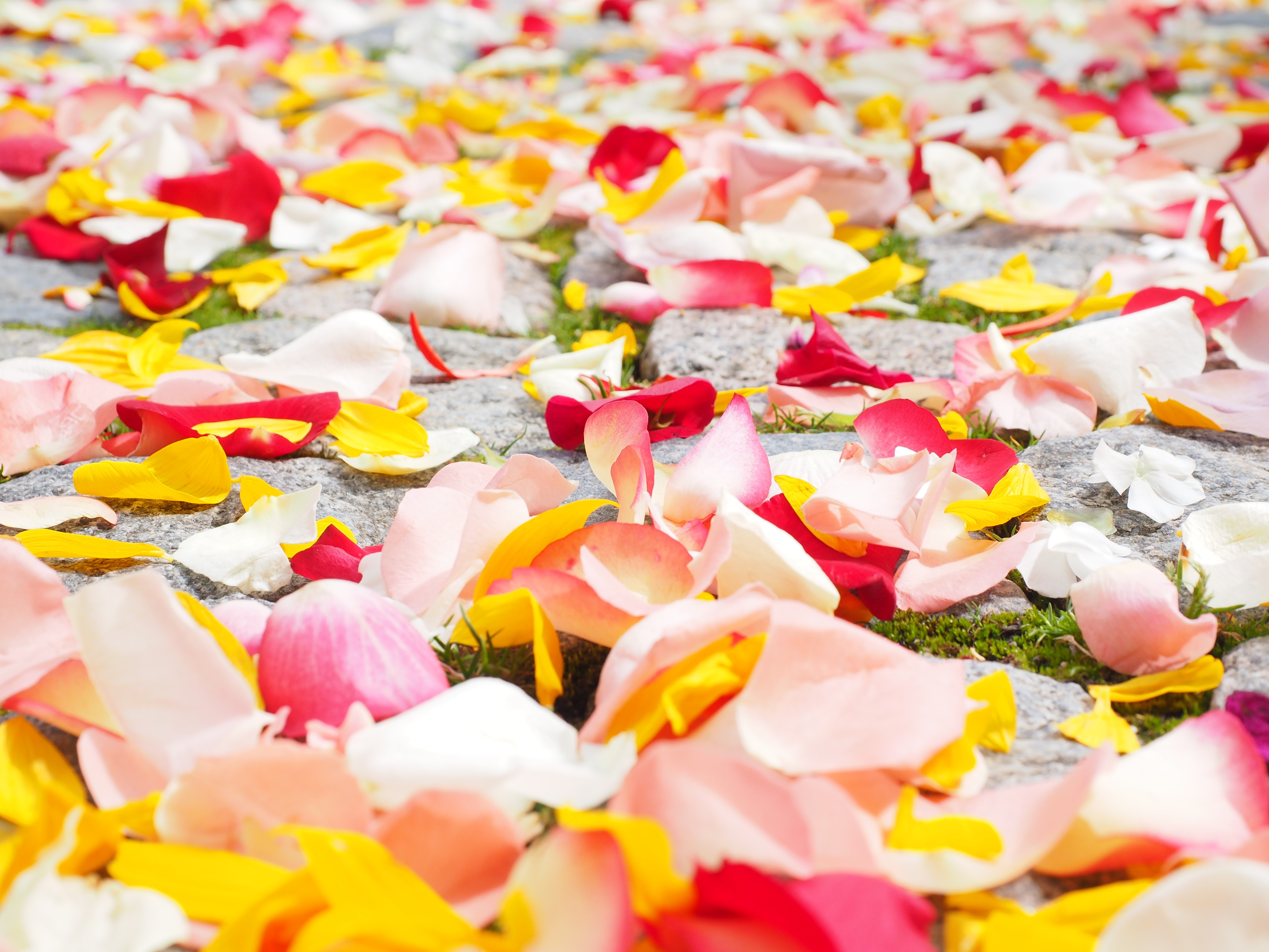 Free download wallpaper Roses, Miscellanea, Miscellaneous, Multicolored, Motley, Petals on your PC desktop