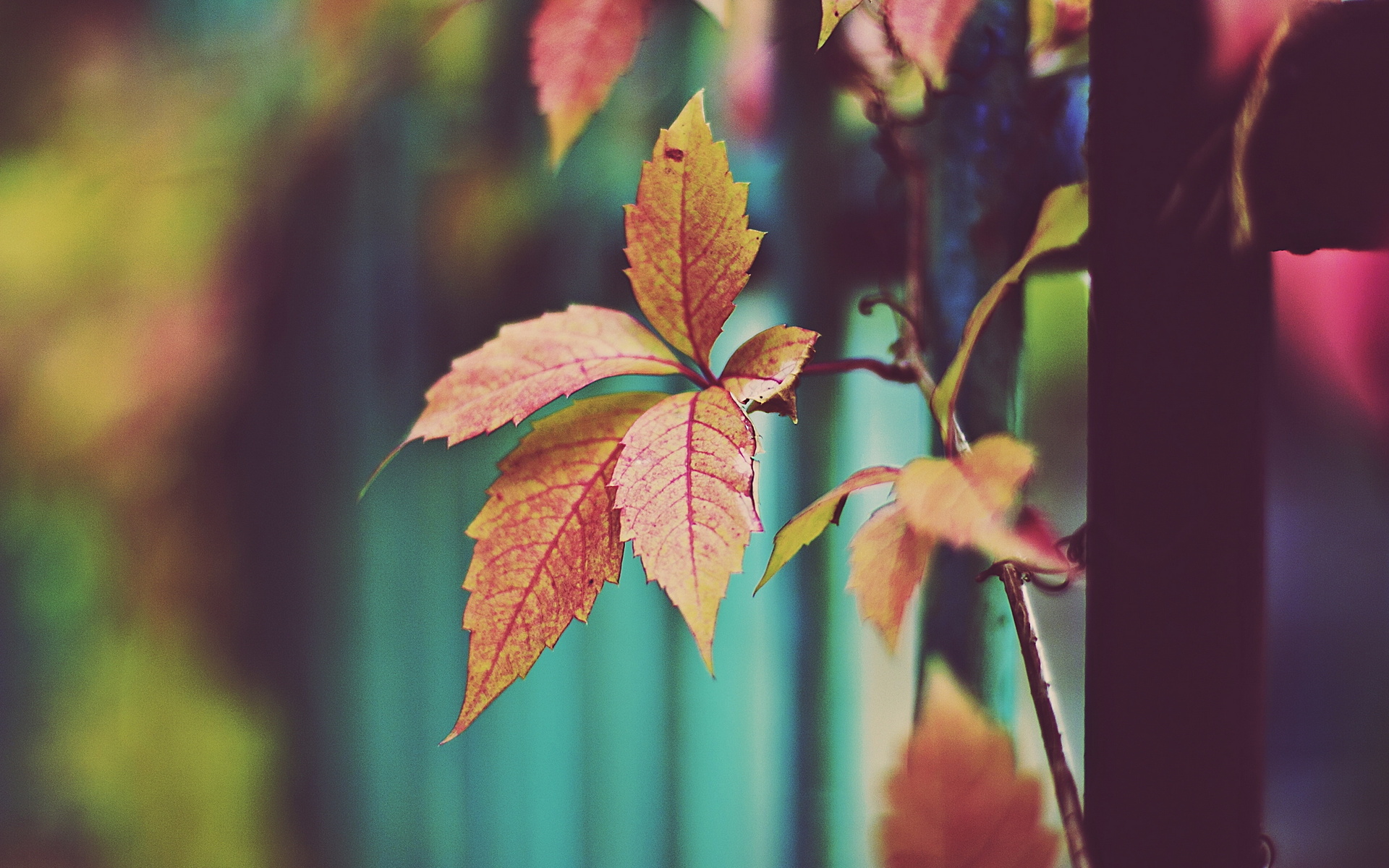 Descarga gratuita de fondo de pantalla para móvil de Hoja, Tierra/naturaleza.